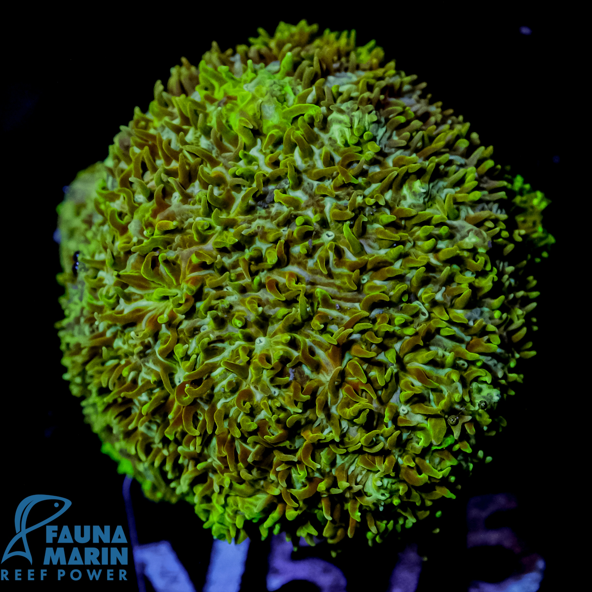 FMC Pavona maldivensis Green V