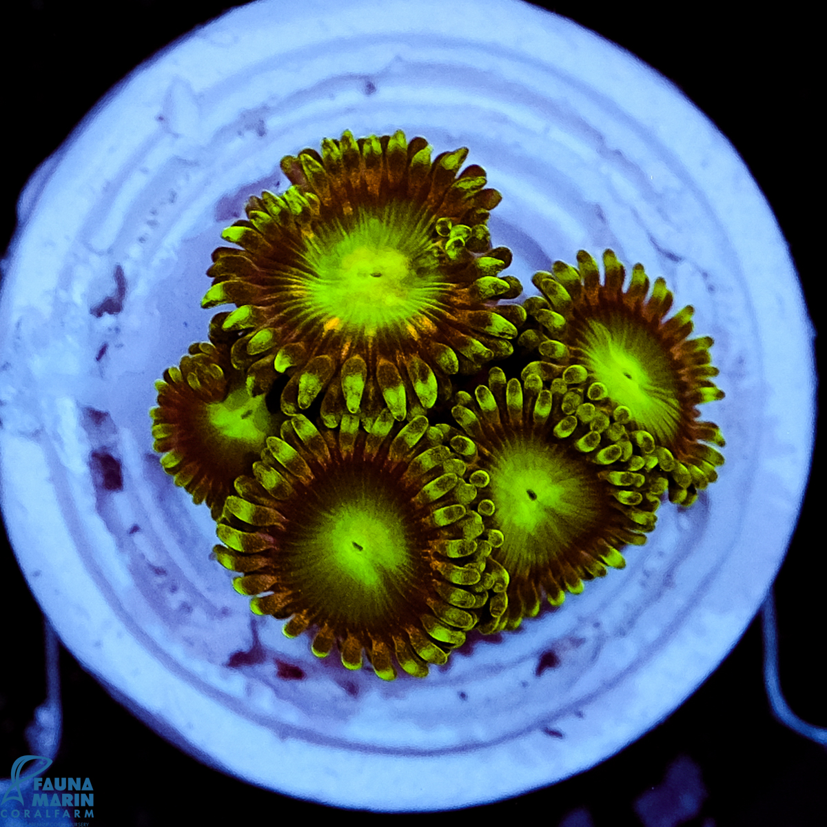 FMC Zoanthus Radioactive Dragon Eye