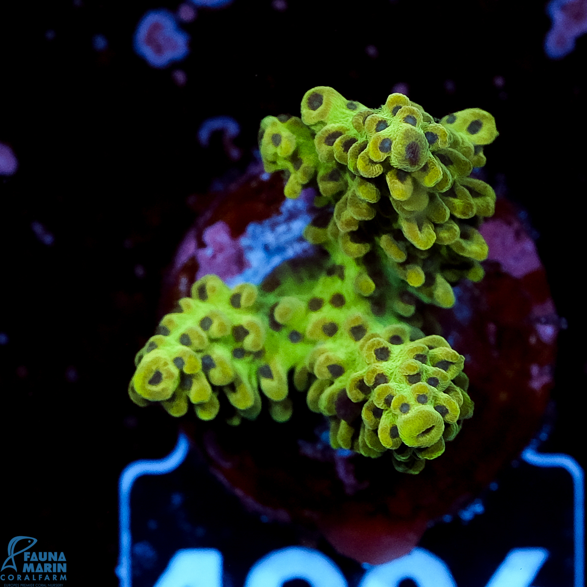 FMC Acropora Insignis Jungle Orchid