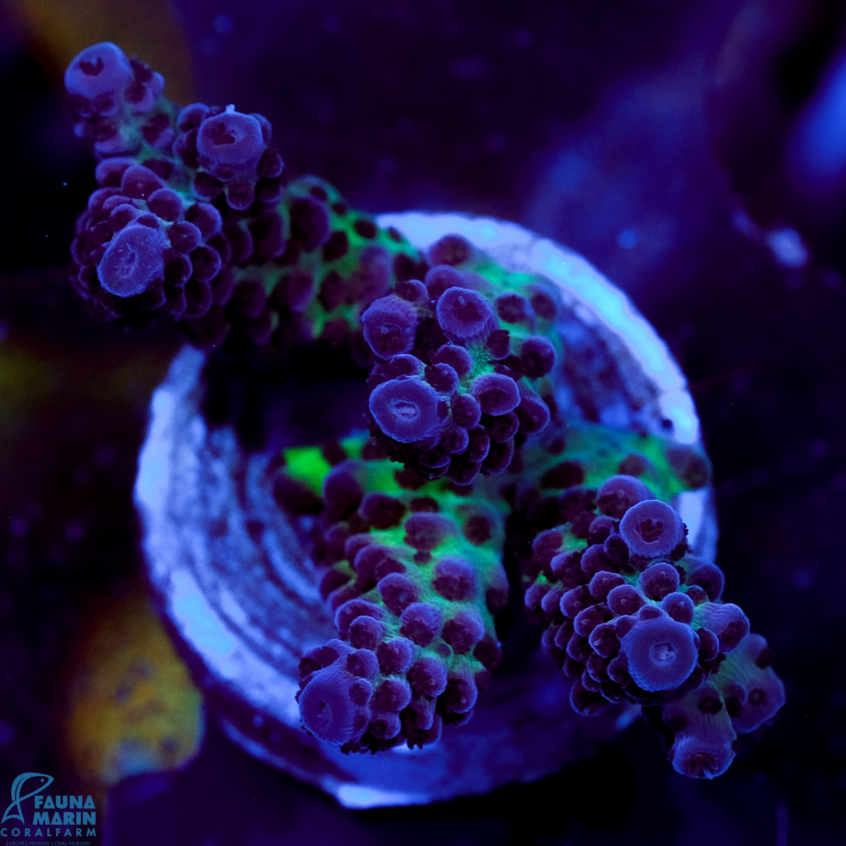 FMC Acropora Blue Tips