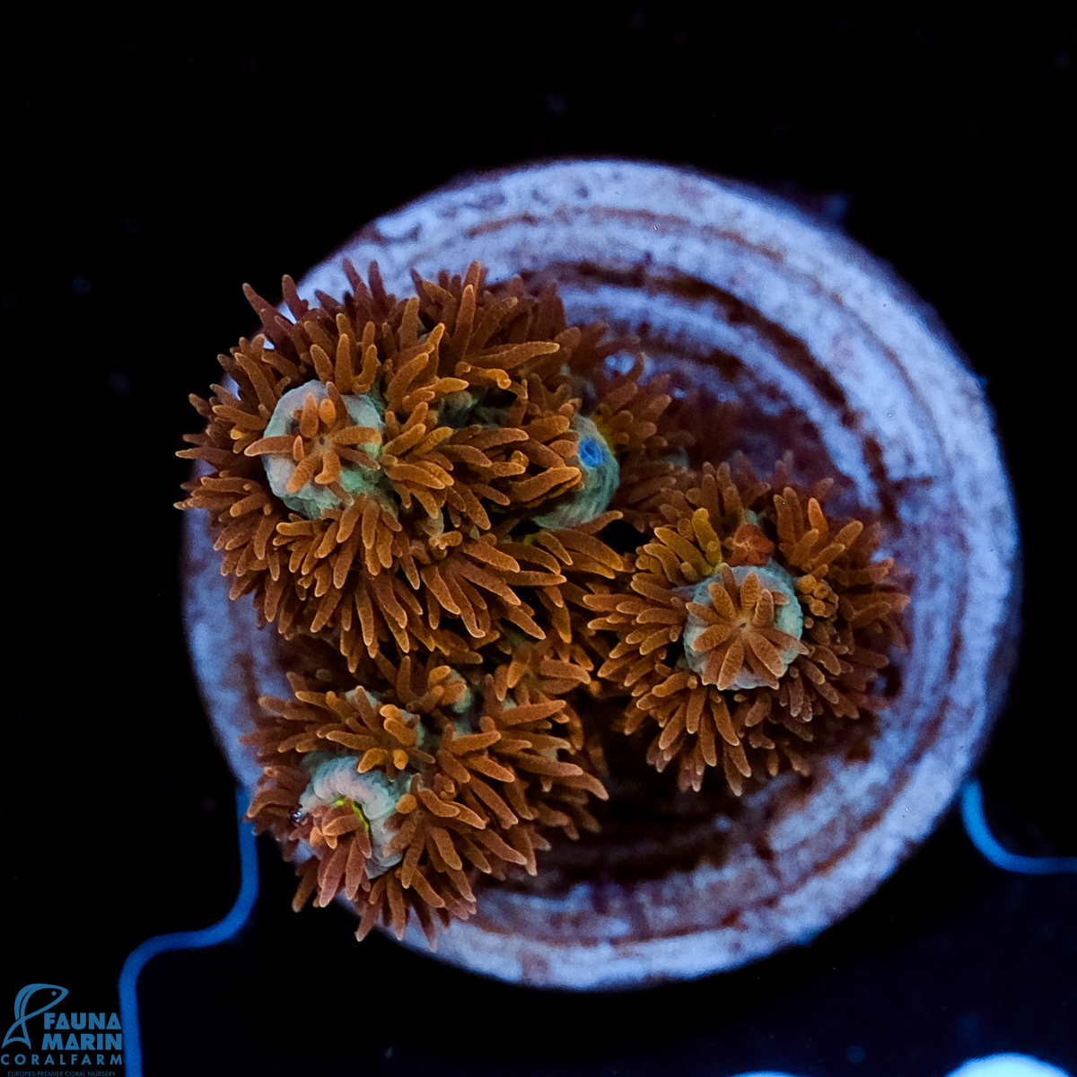 FMC Acropora tenuis Old Copper