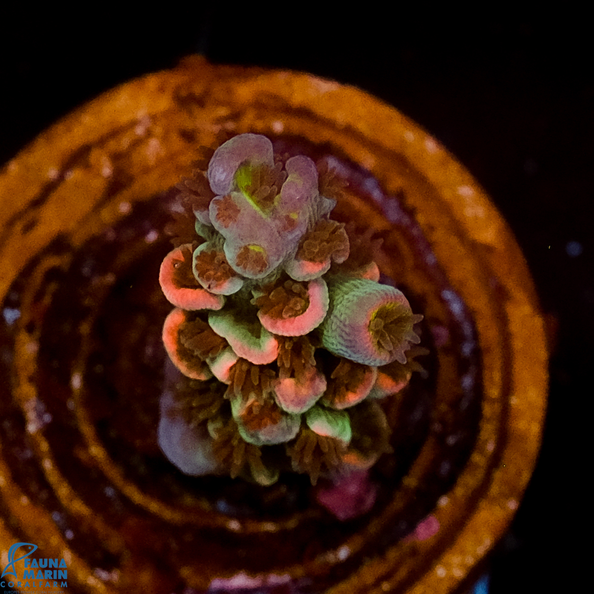 FMC Acropora tenuis Rainbow