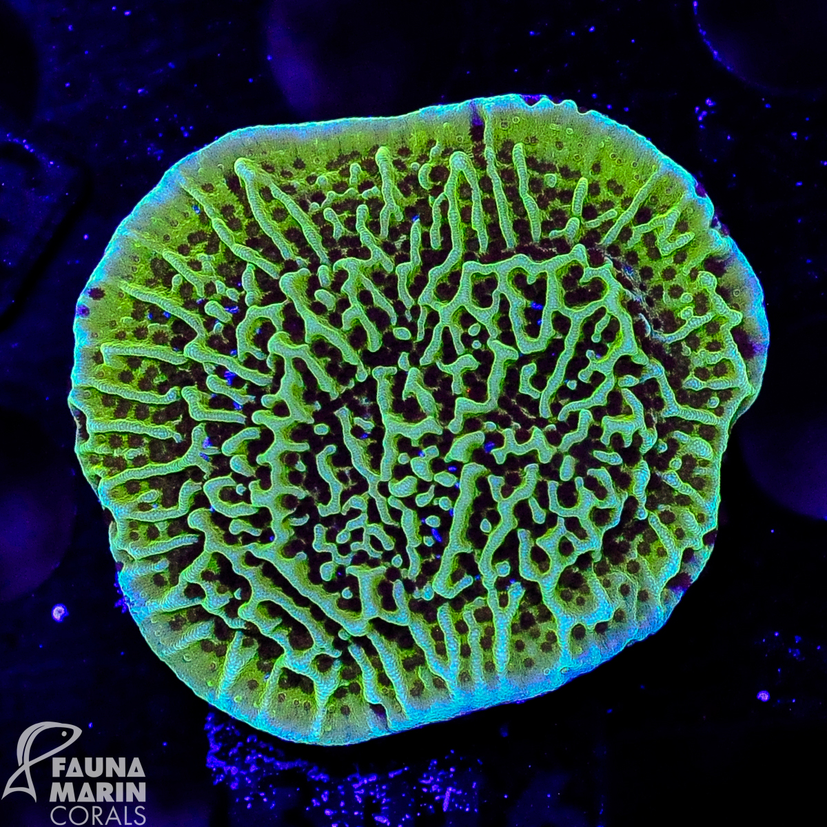 FMC Montipora danae V  Ø ca. 3-4 cm