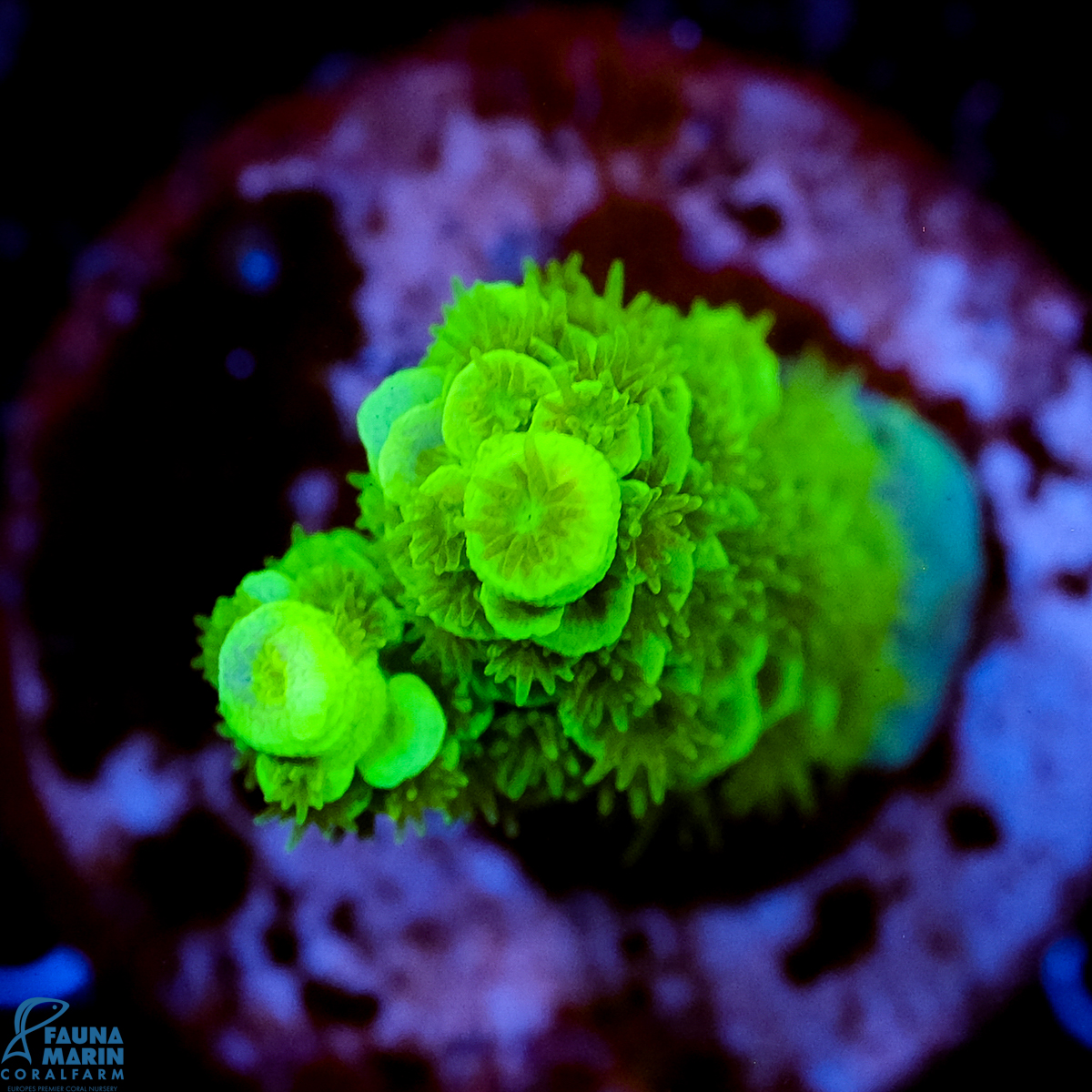 FMC Acropora tenuis Green