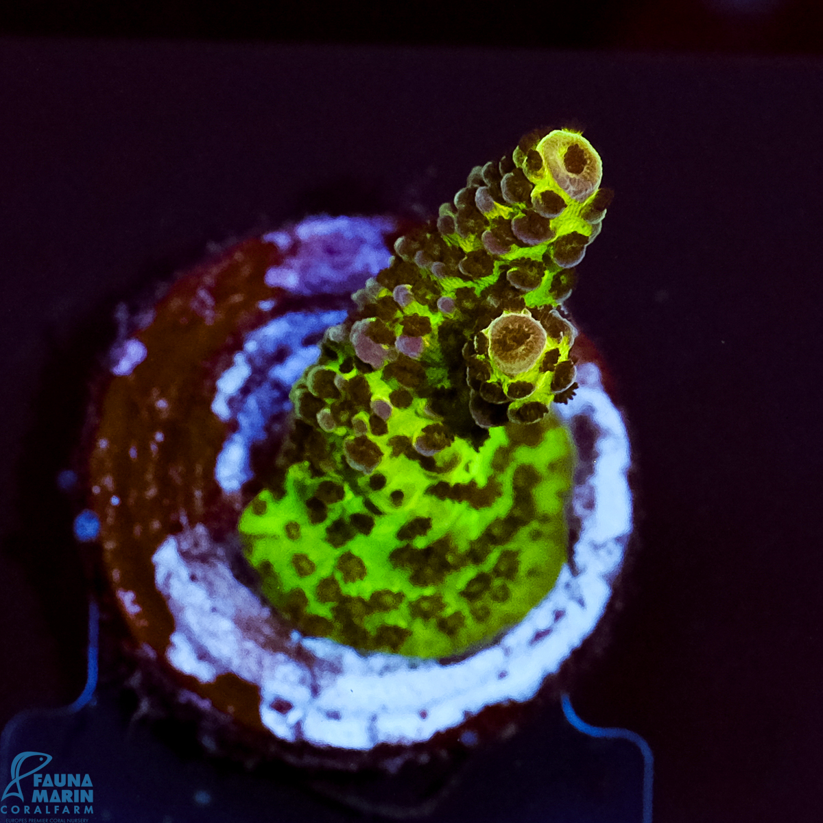 FMC Acropora hyacinthus Red Planet