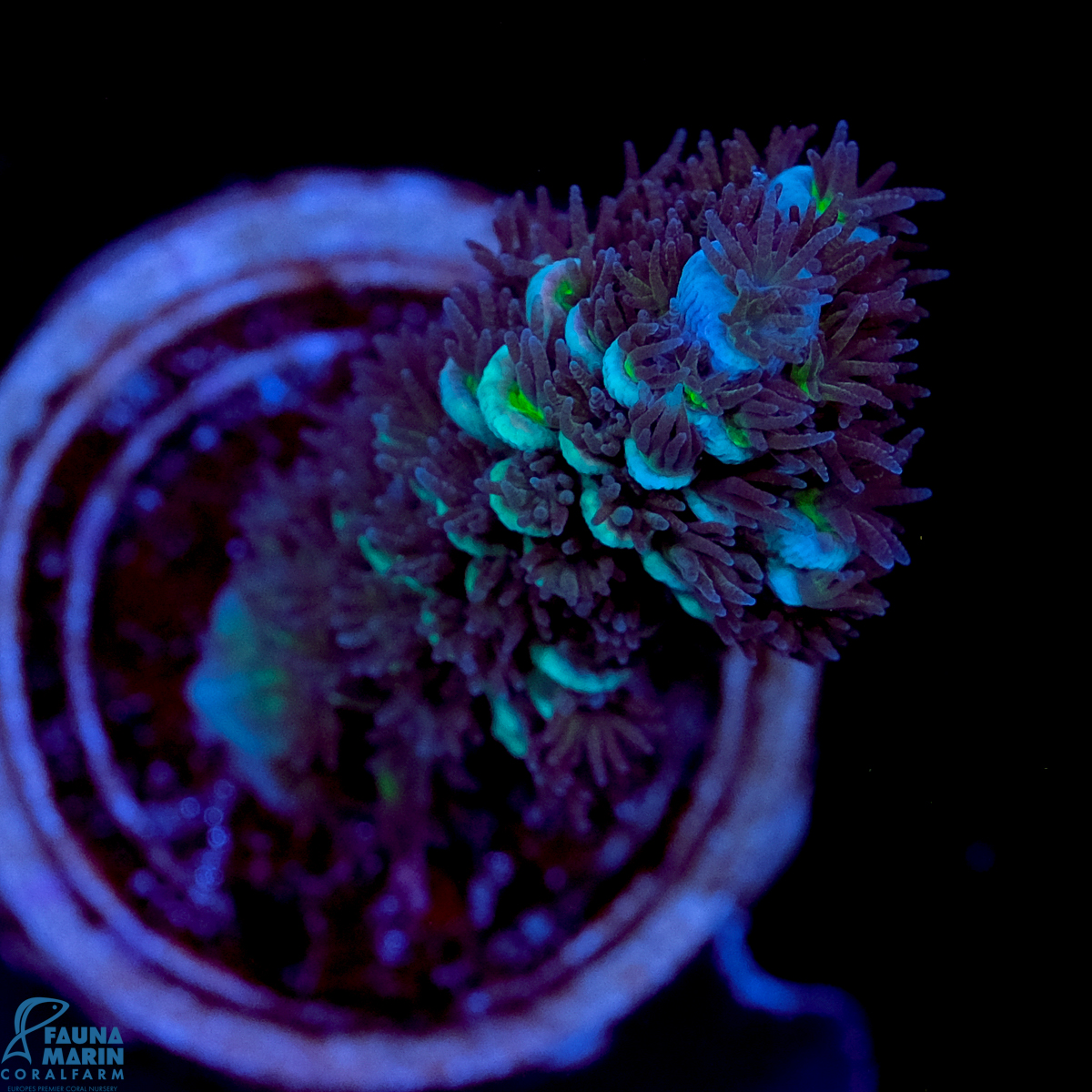 FMC Acropora tenuis Blue