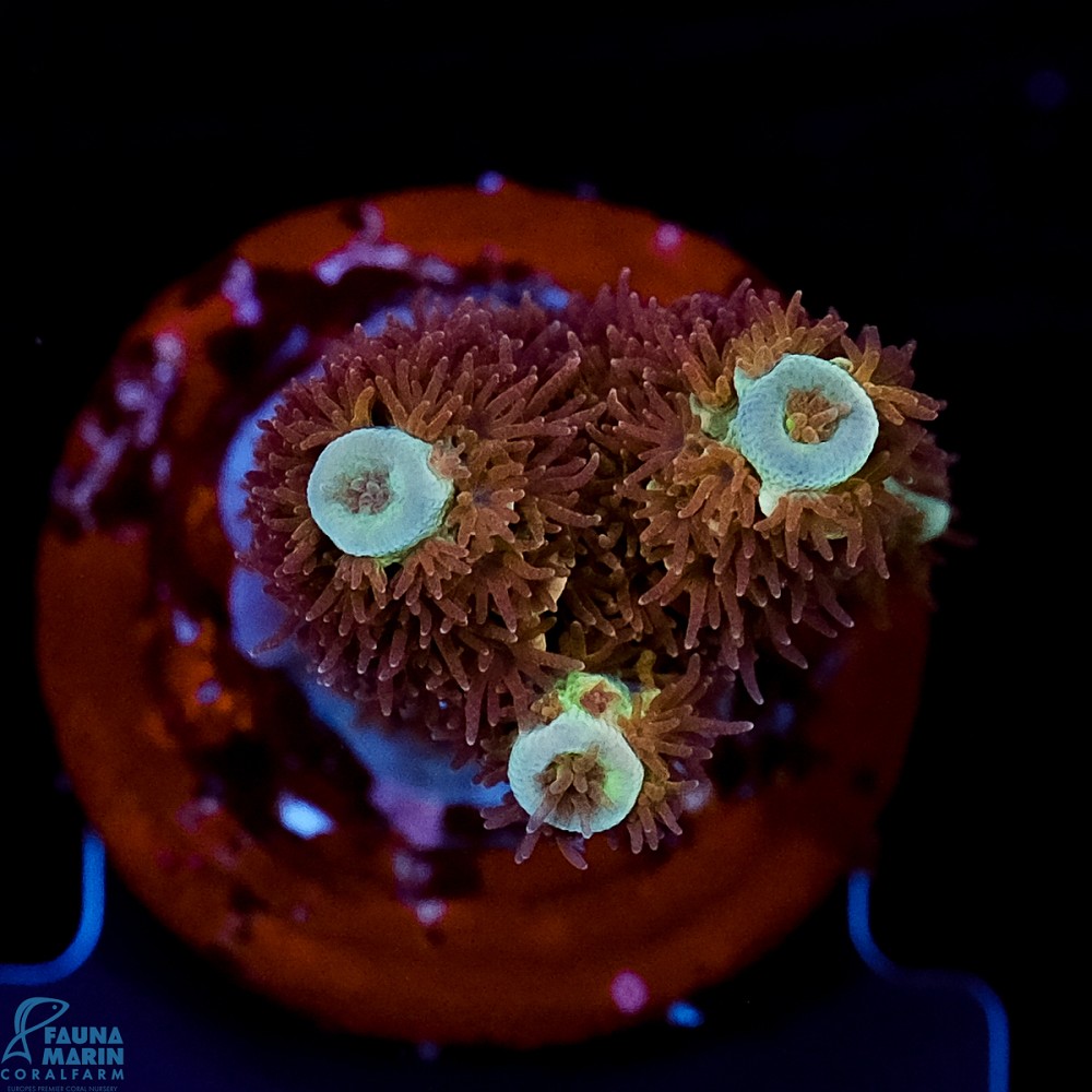 FMC Acropora tenuis Old Copper