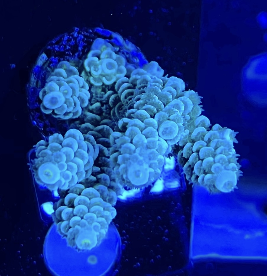 FMC Acropora tenuis
