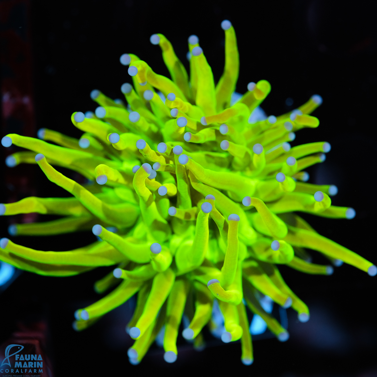 FMC Euphyllia glabrescens Holy Grail