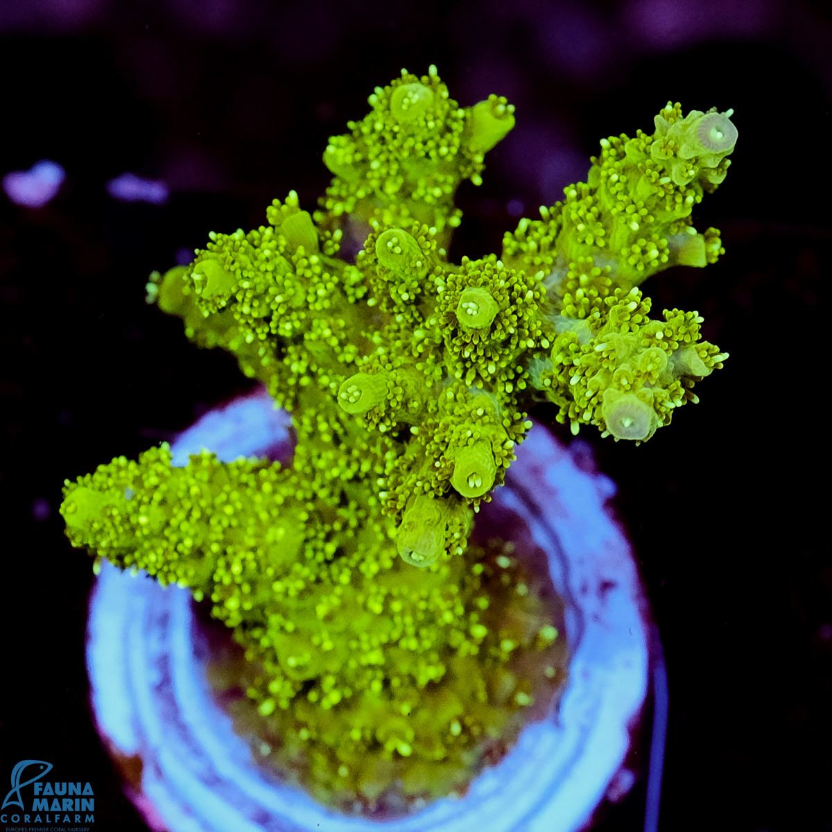 FMC Acropora hyacinthus Green