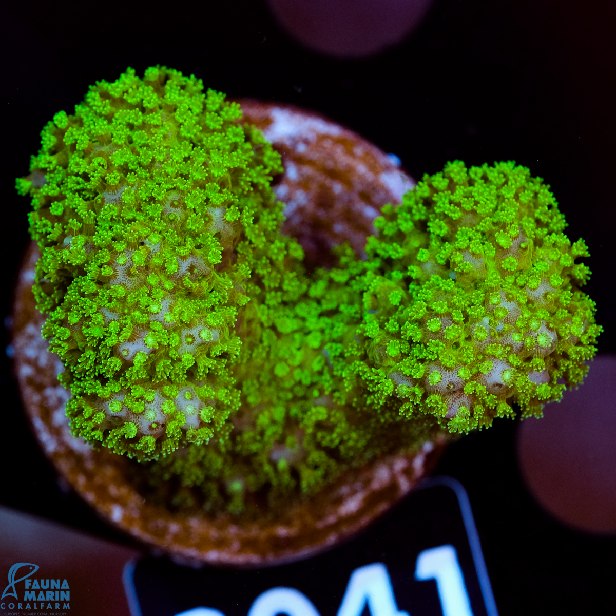 FMC Pocillopora Green