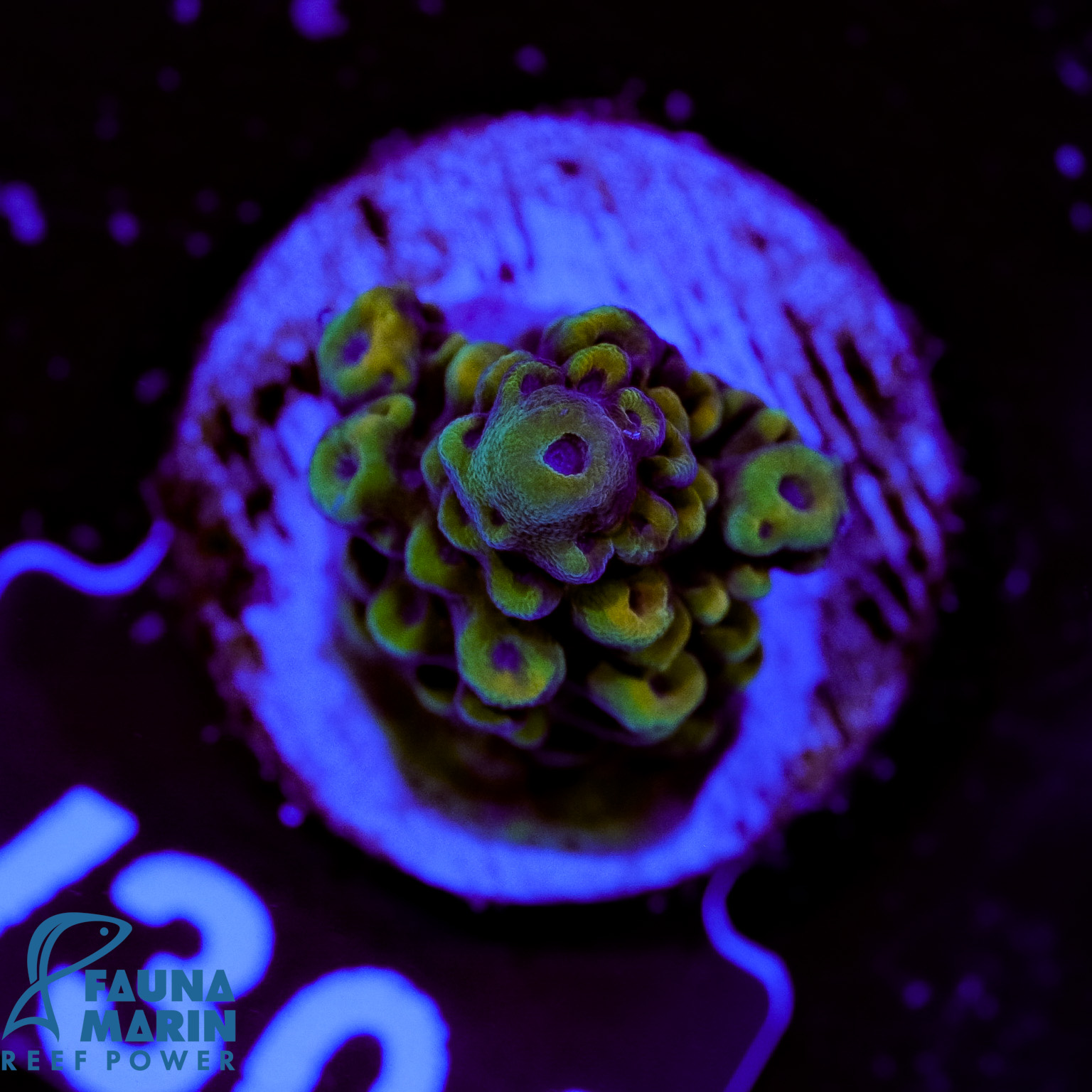 FMC Acropora Dark Star V