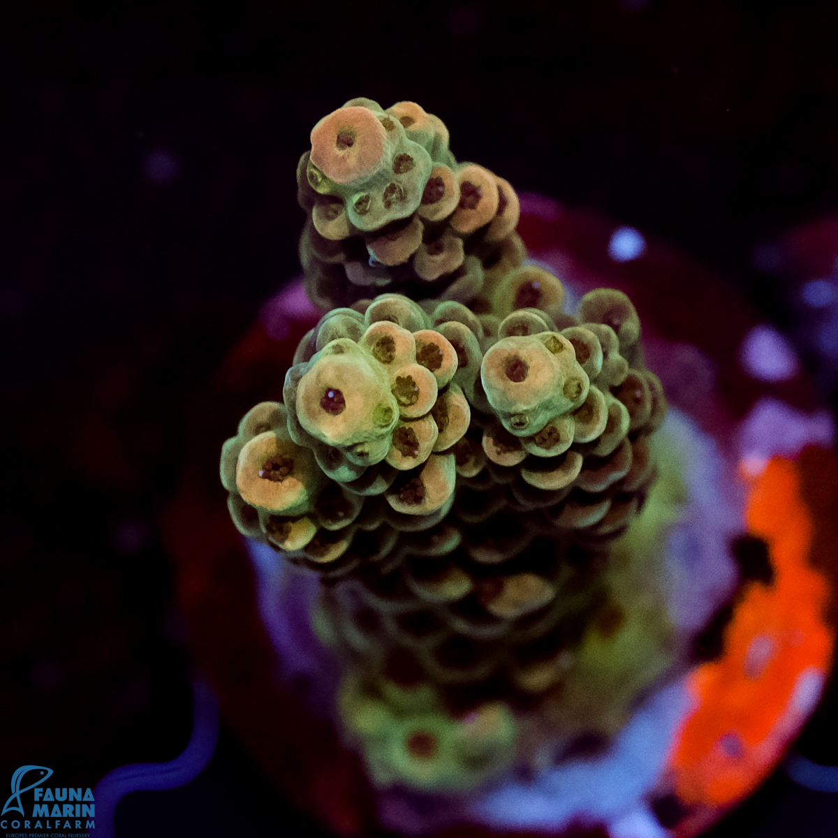 FMC Acropora digitifera