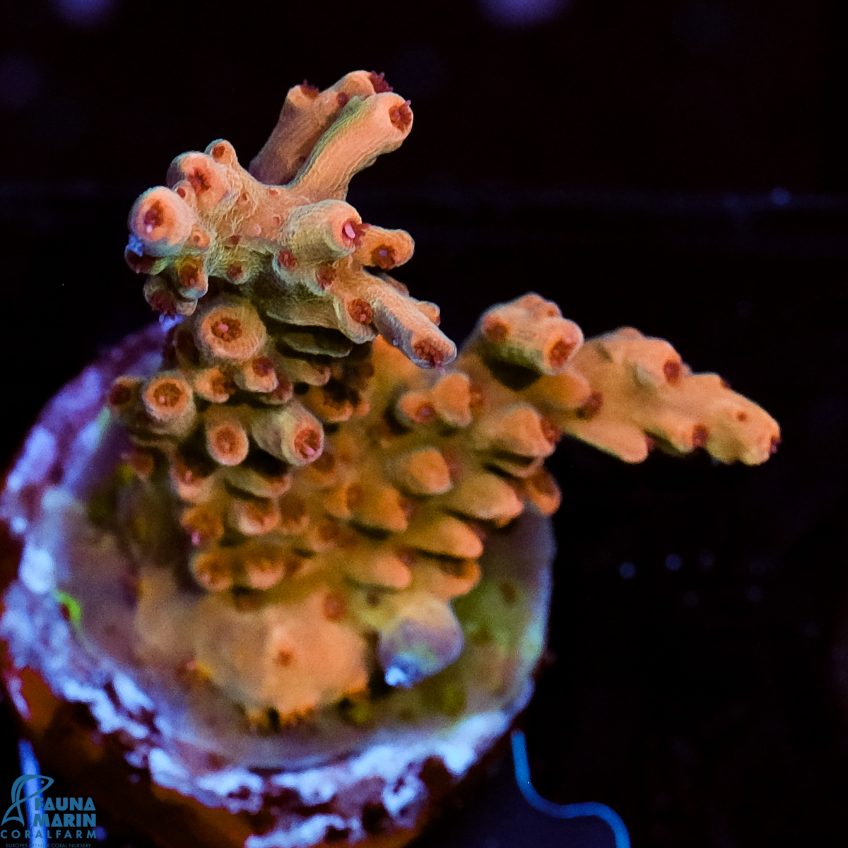 FMC Acropora Aussi Frag