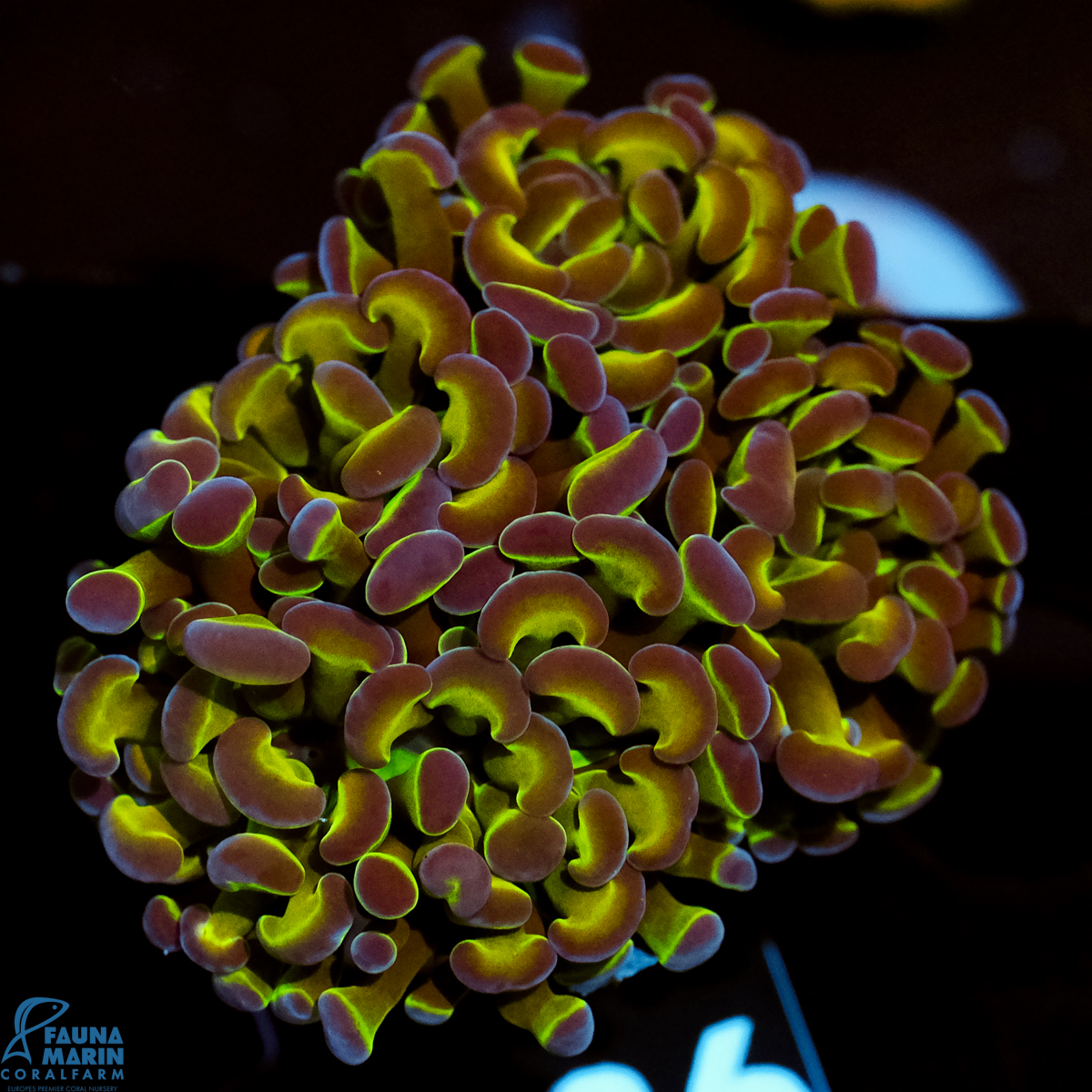 FMC Euphyllia baliensis Purple Tips