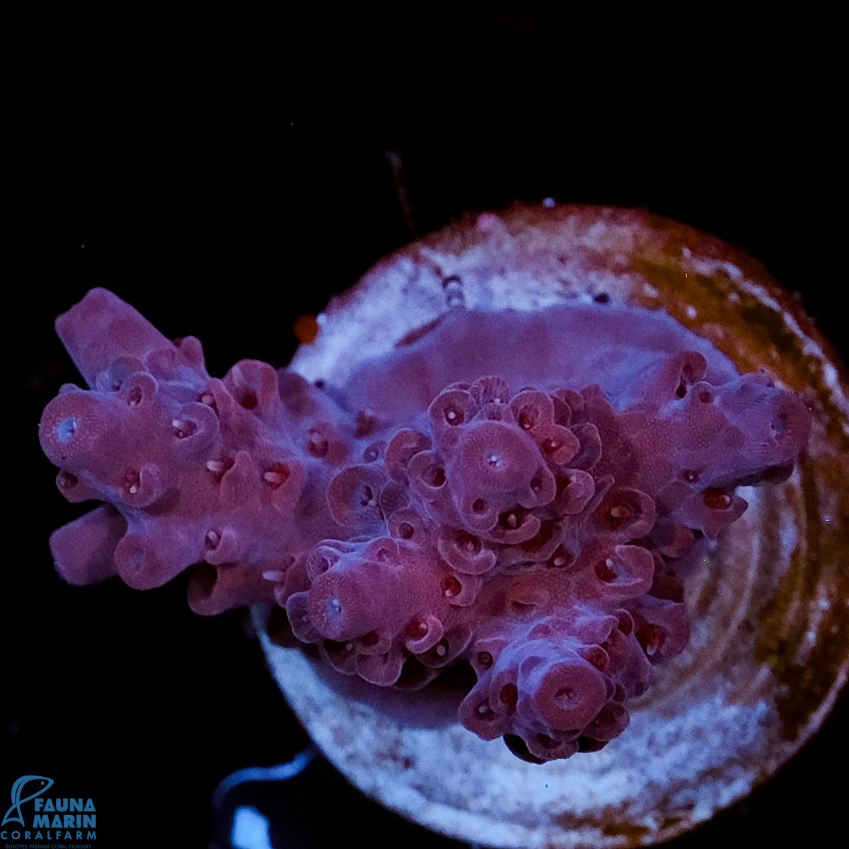 FMC Acropora Ursula