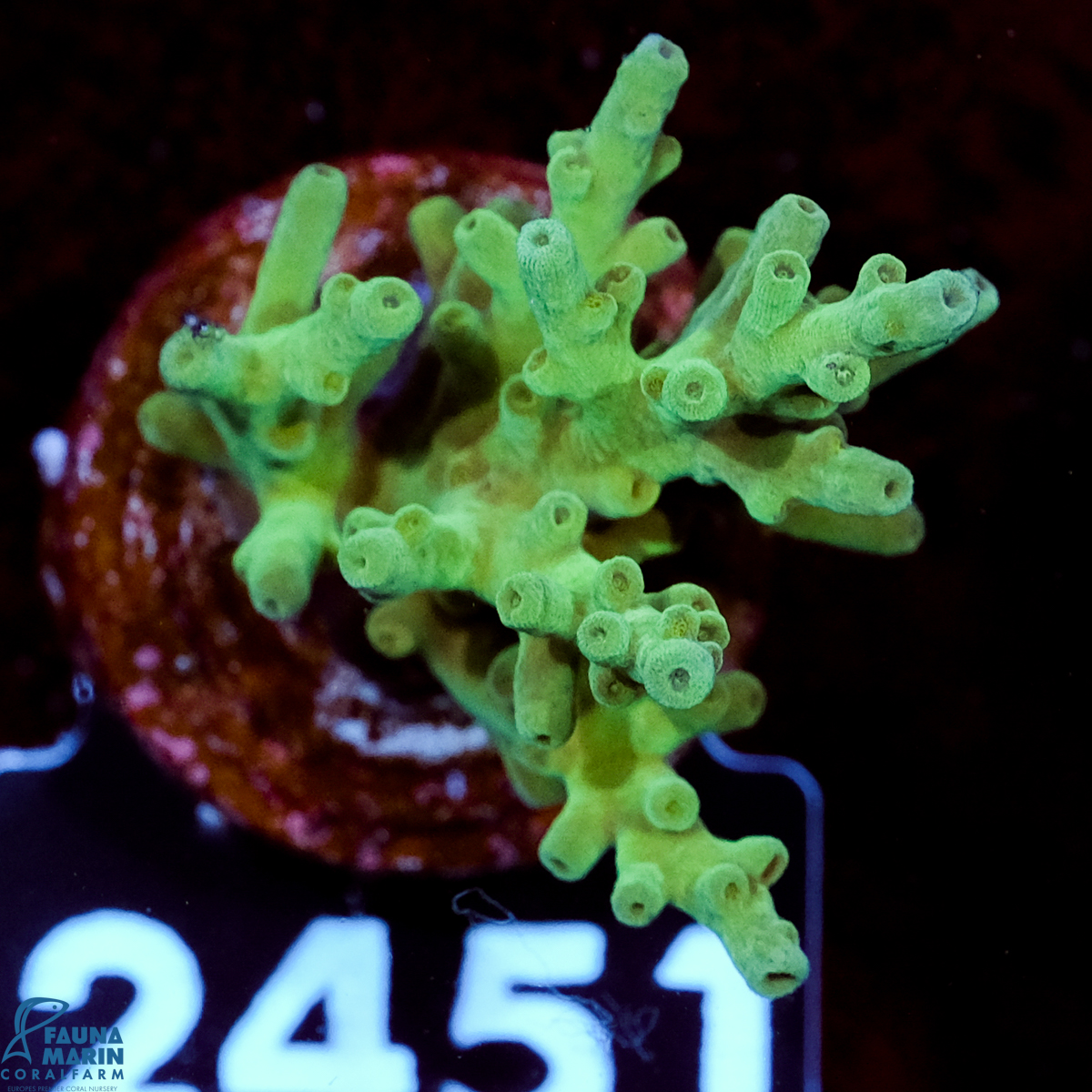 FMC Acropora echinata Shark Tank