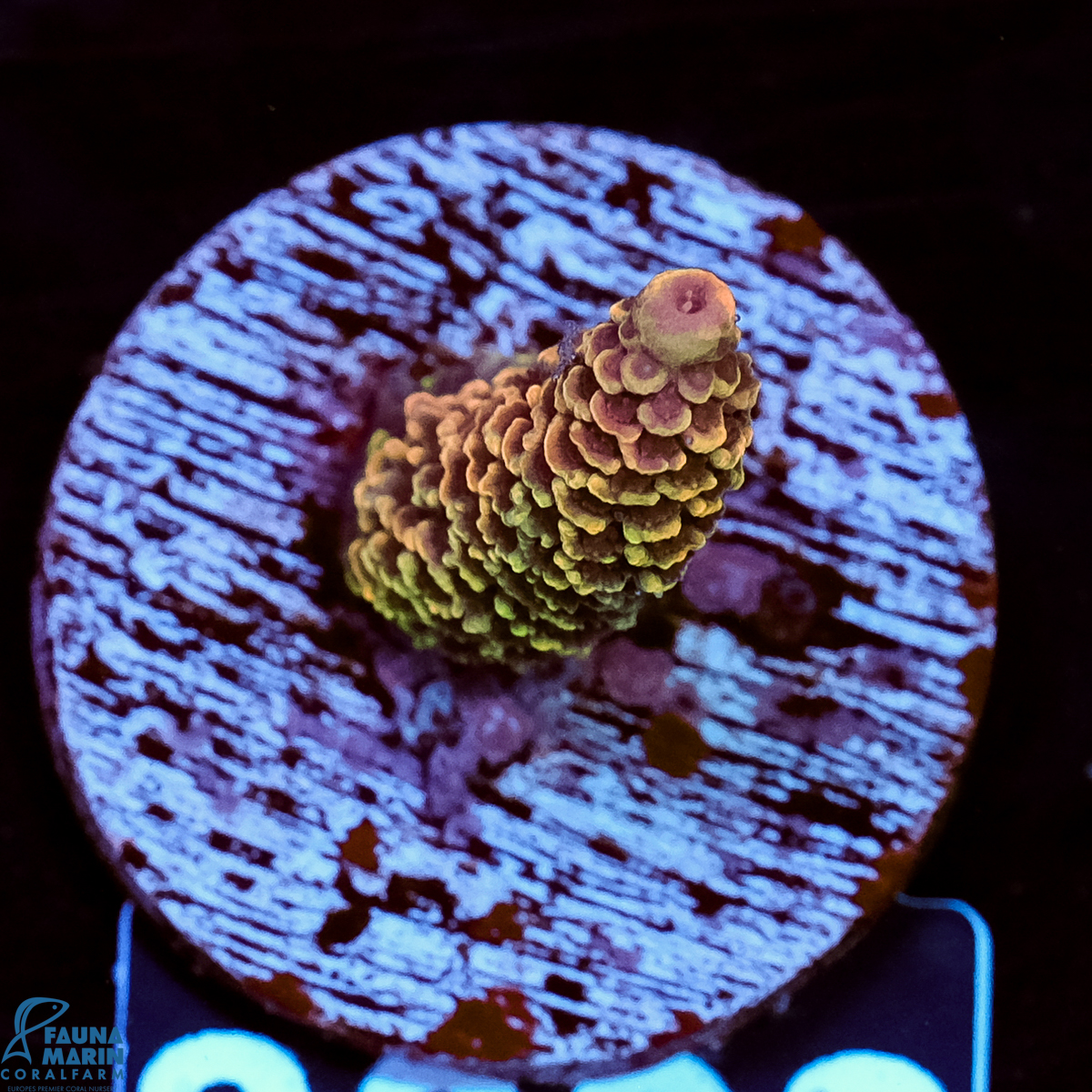 FMC Acropora spathulata Orange Gold