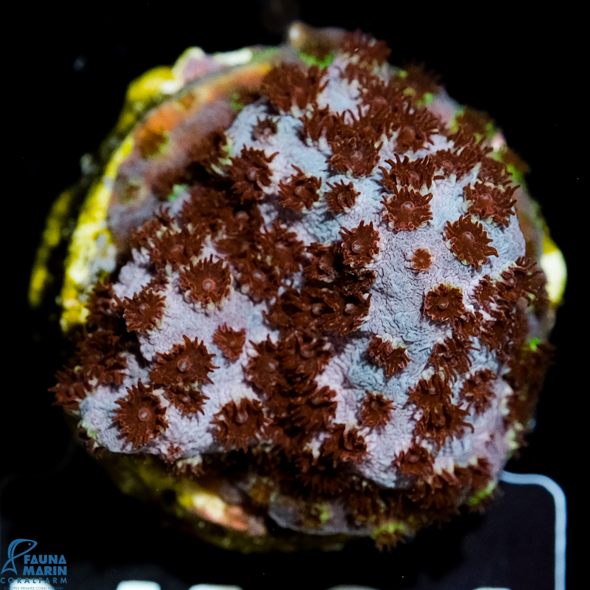 FMC Cyphastrea Skittles Bomb V