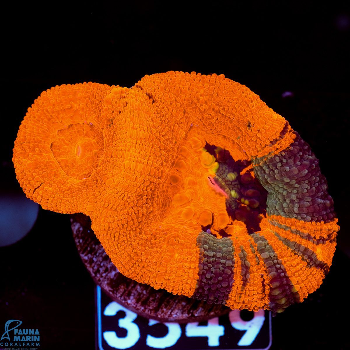 FMC Acanthastrea bowerbanki Grafted