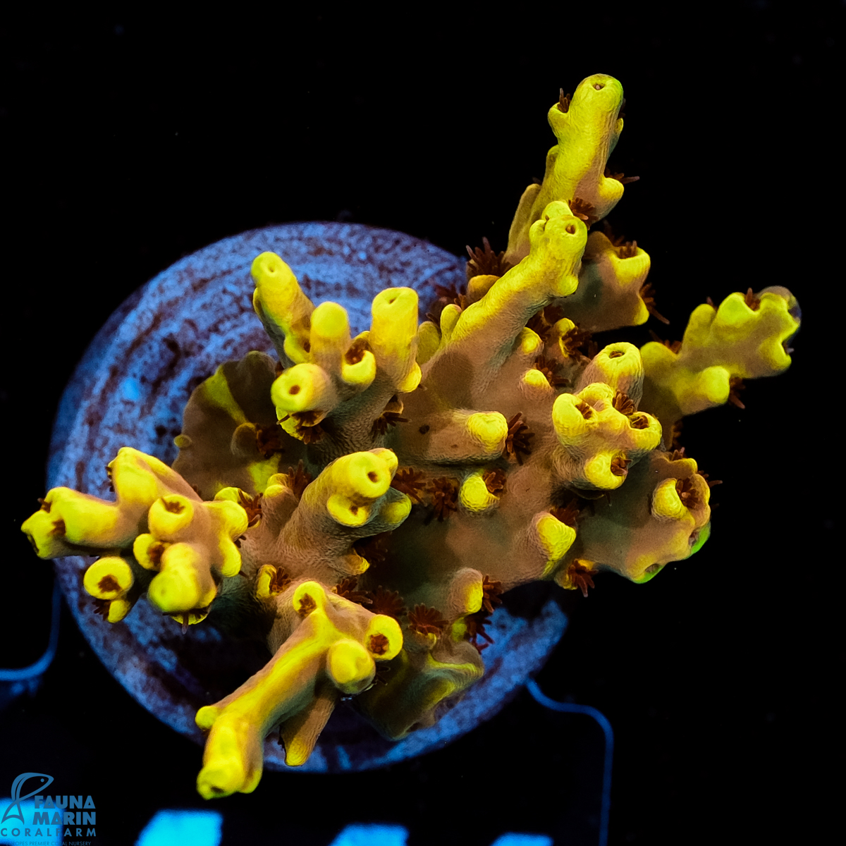 FMC Acropora speciosa Yellow