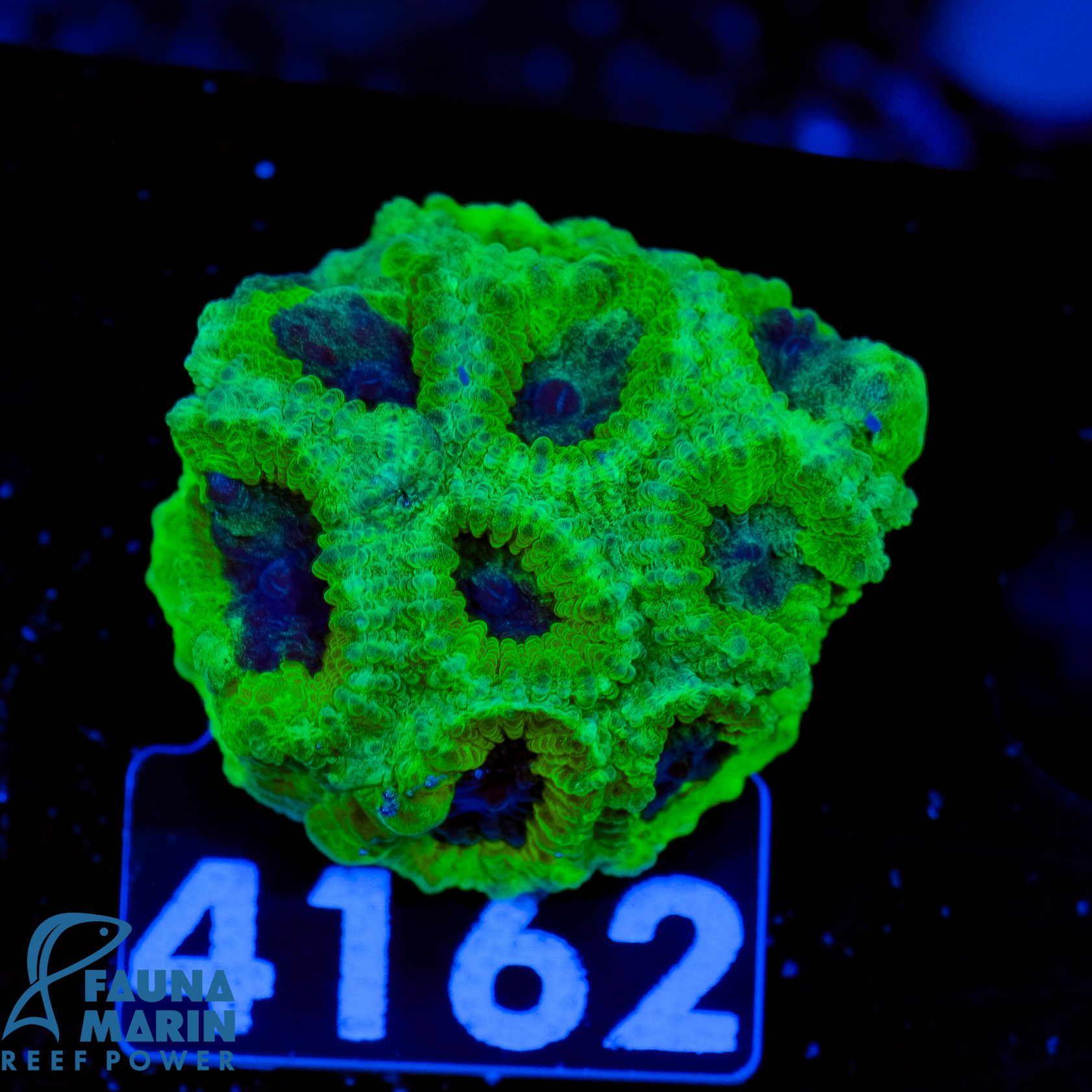 FMC Goniastrea Toxic Dark Center