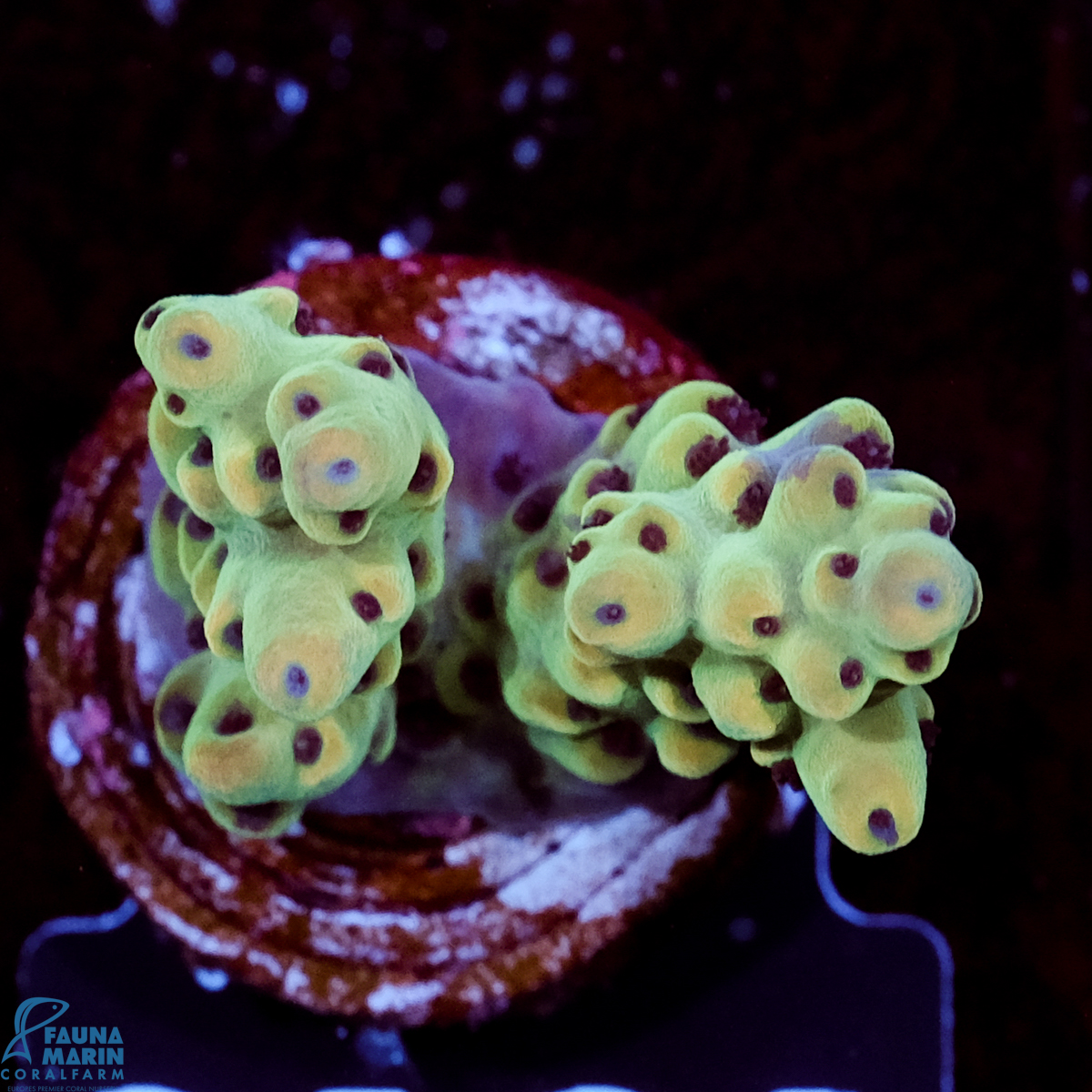 FMC Acropora sarmentosa