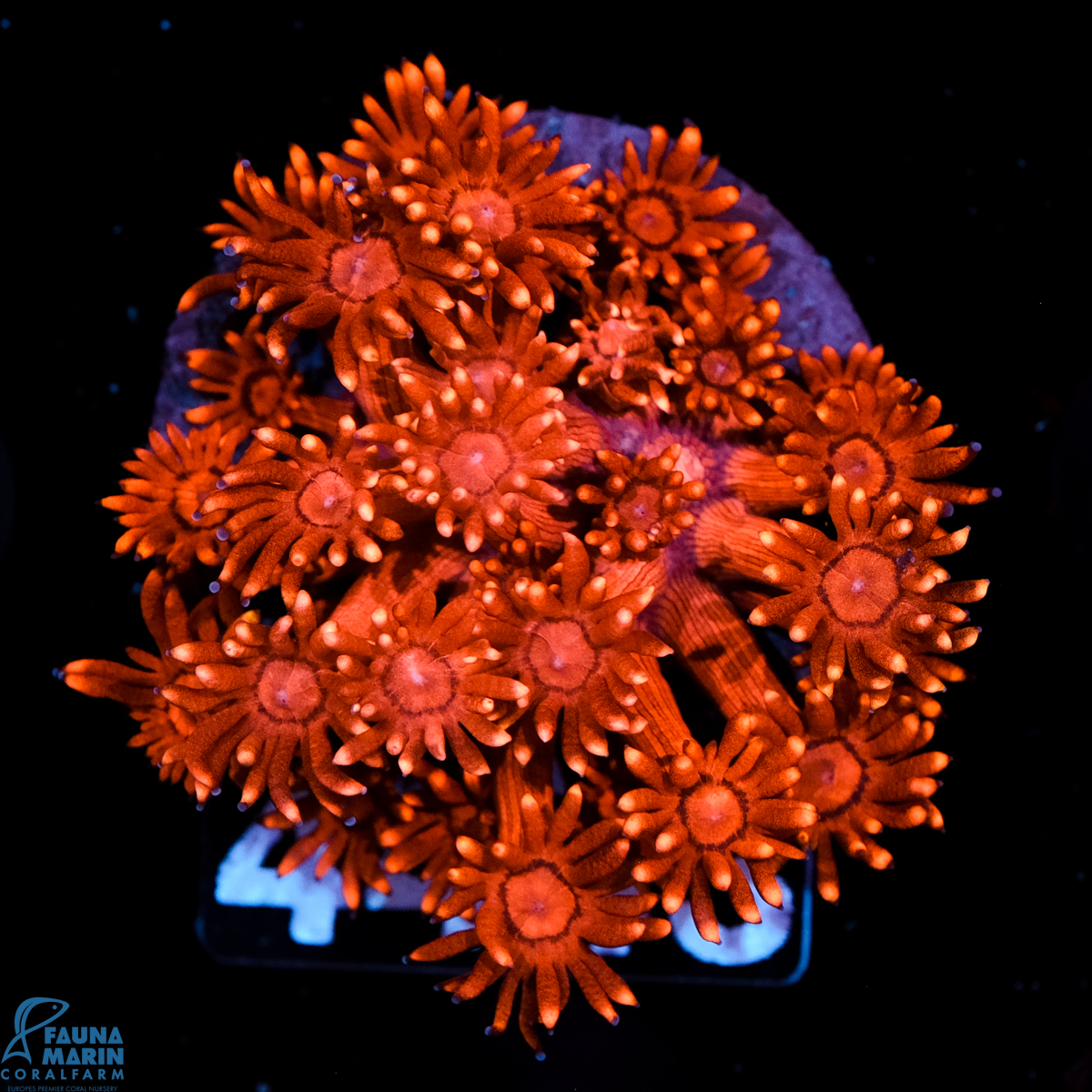 FMC Goniopora Red