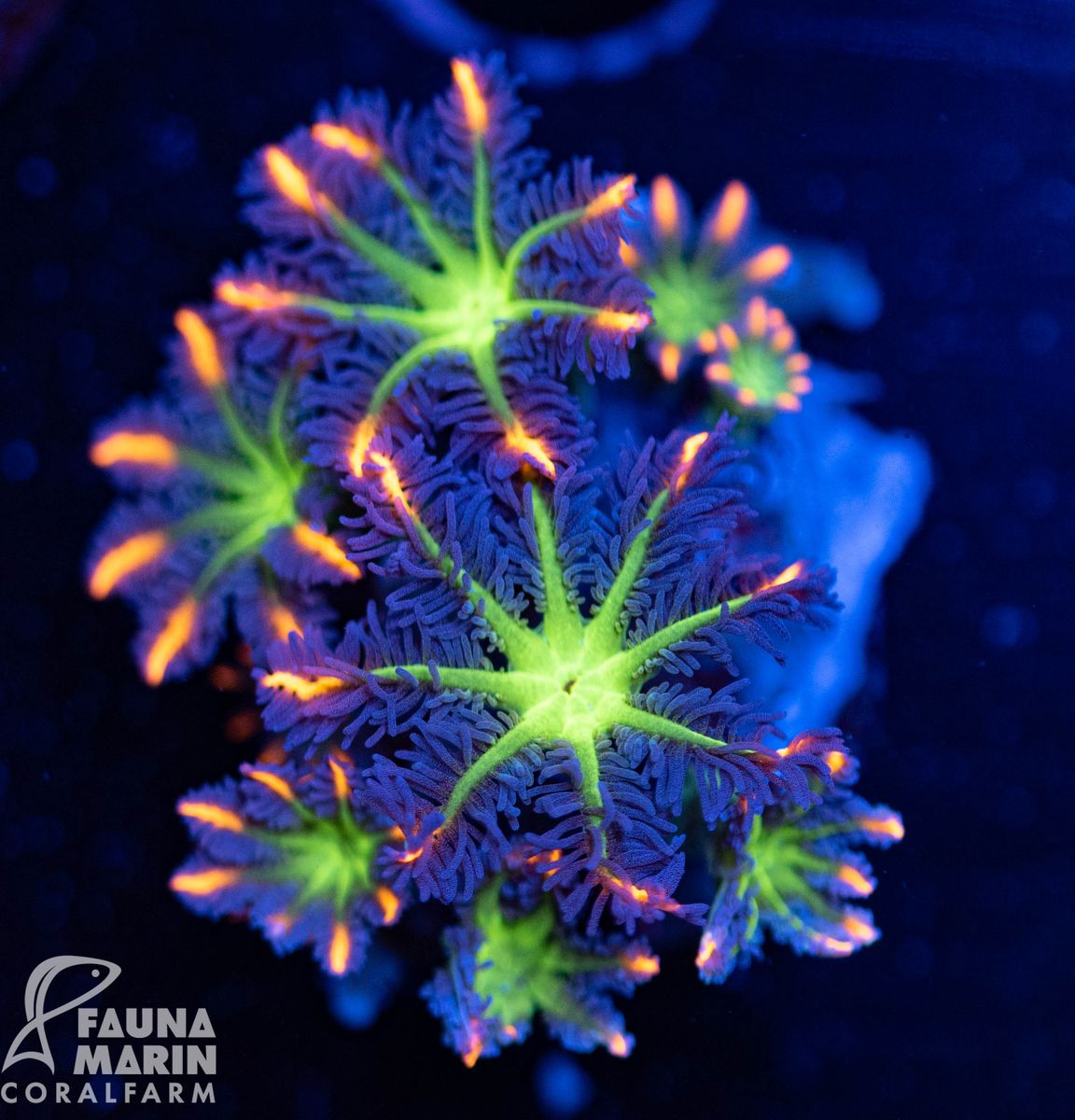 FMC Clavularia Tricolor V