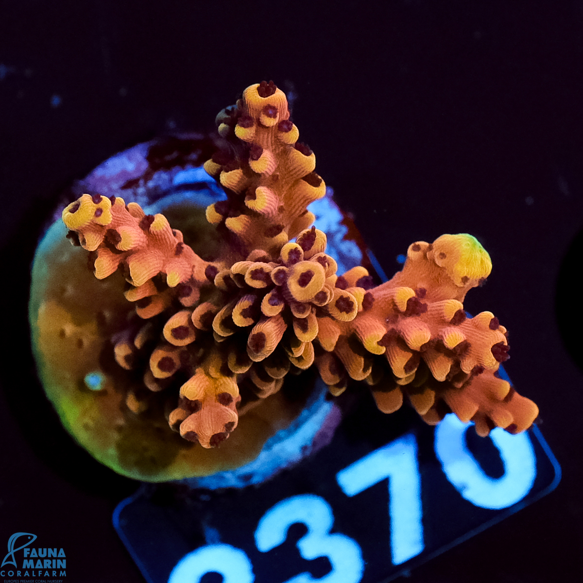 FMC Acropora natalensis Ultimate Dragonsbreath