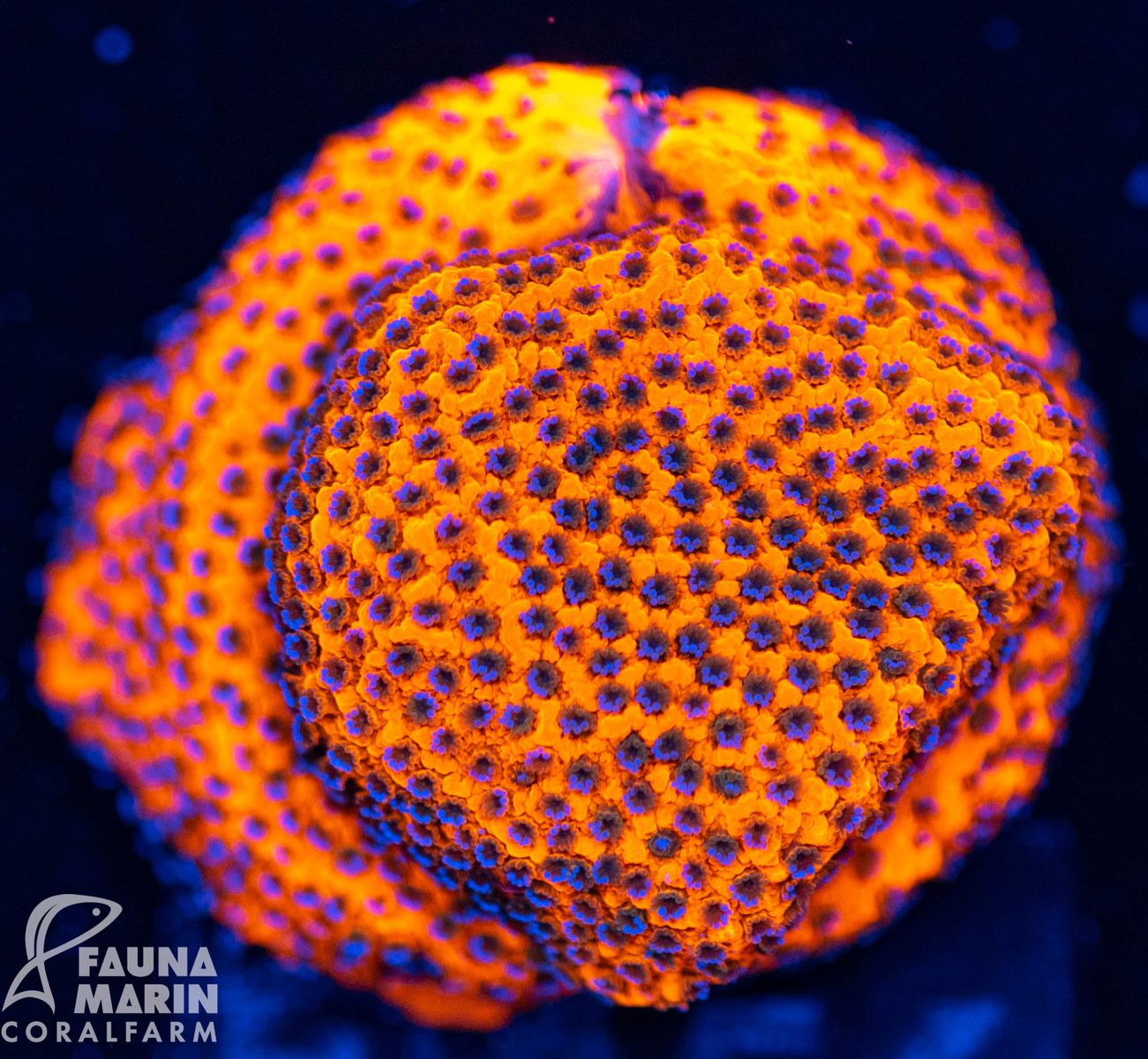 FMC Montipora Mystic Sunset  V