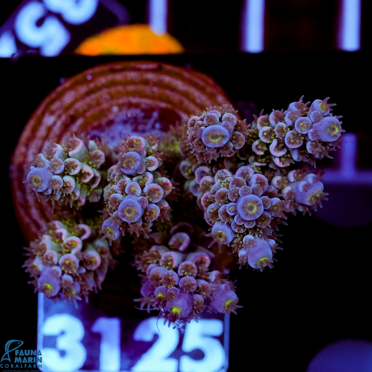 FMC Acropora tenuis Purple