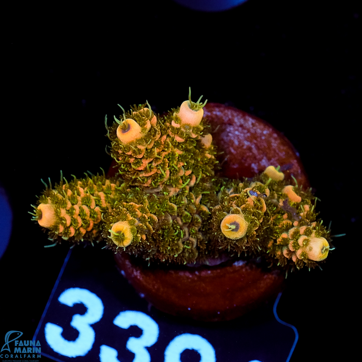 FMC Acropora millepora Green Polyp