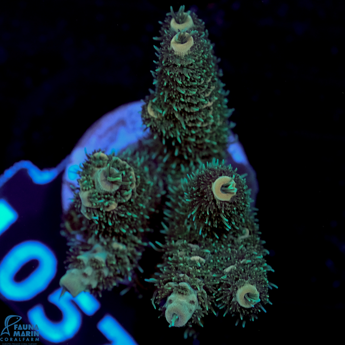 FMC Acropora millepora Nightcrawler