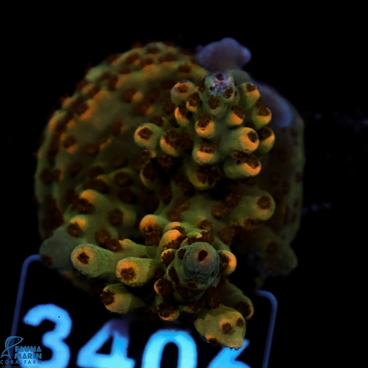 FMC Acropora Dark Polyp