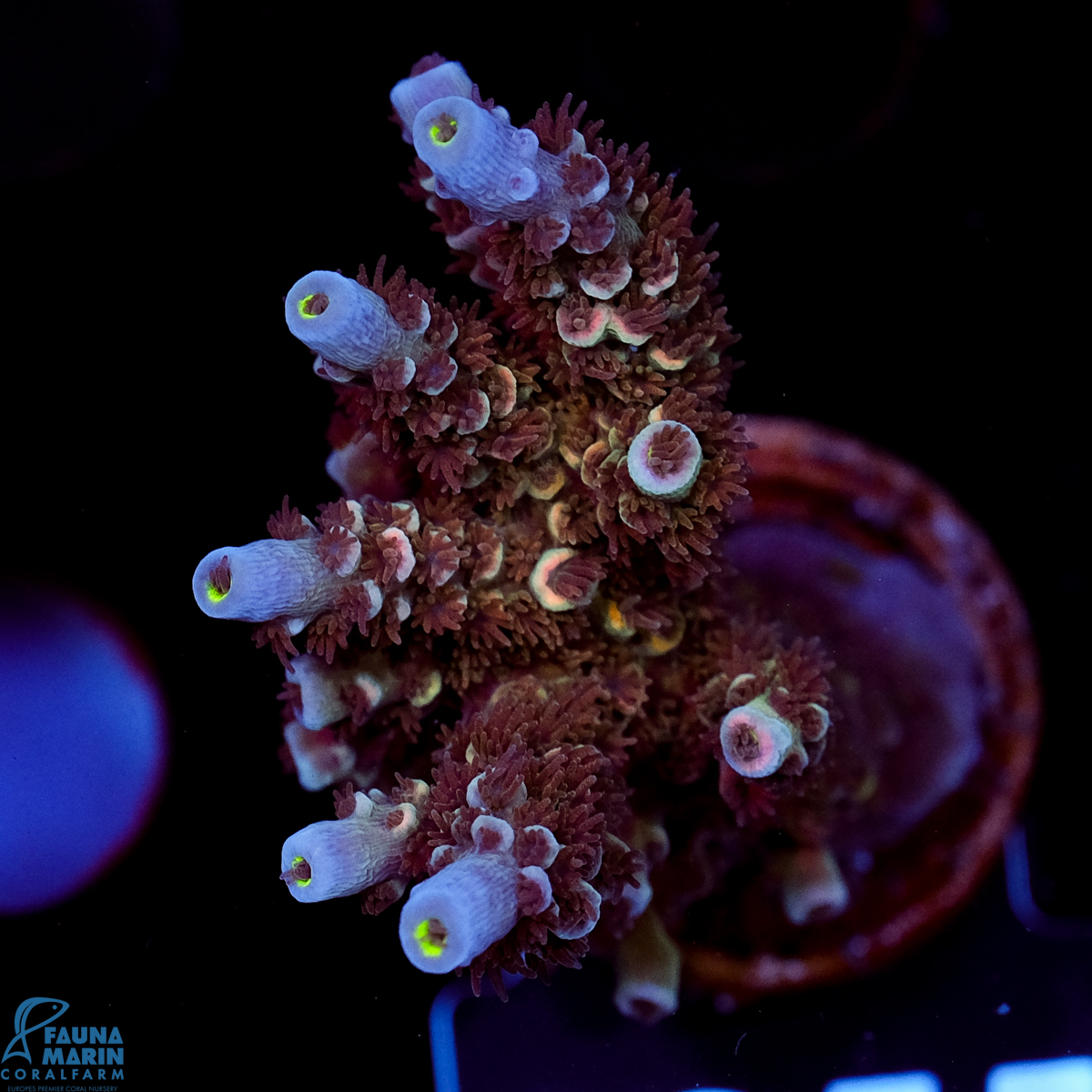 FMC Acropora tenuis Blue