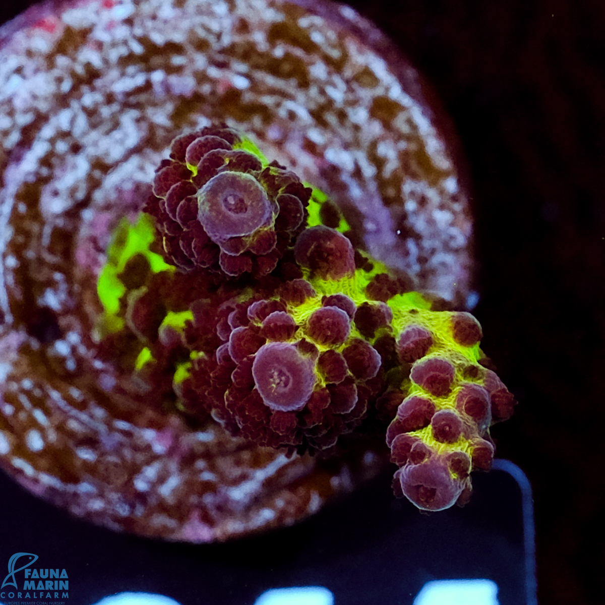 FMC Acropora hyacinthus Red Planet