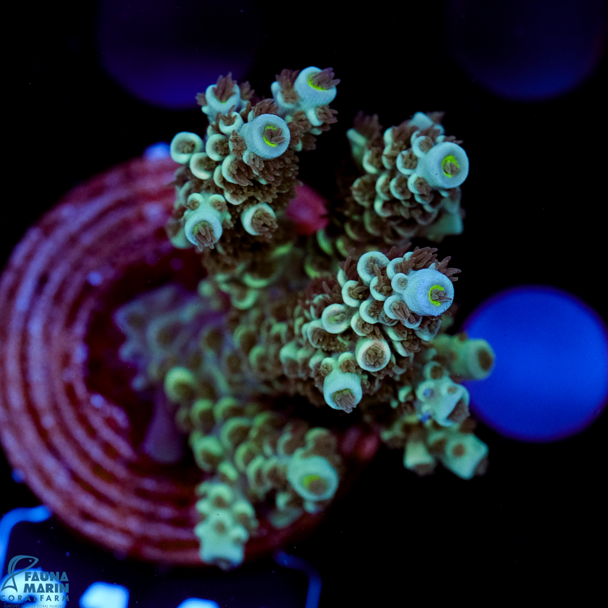 FMC Acropora tenuis Blue