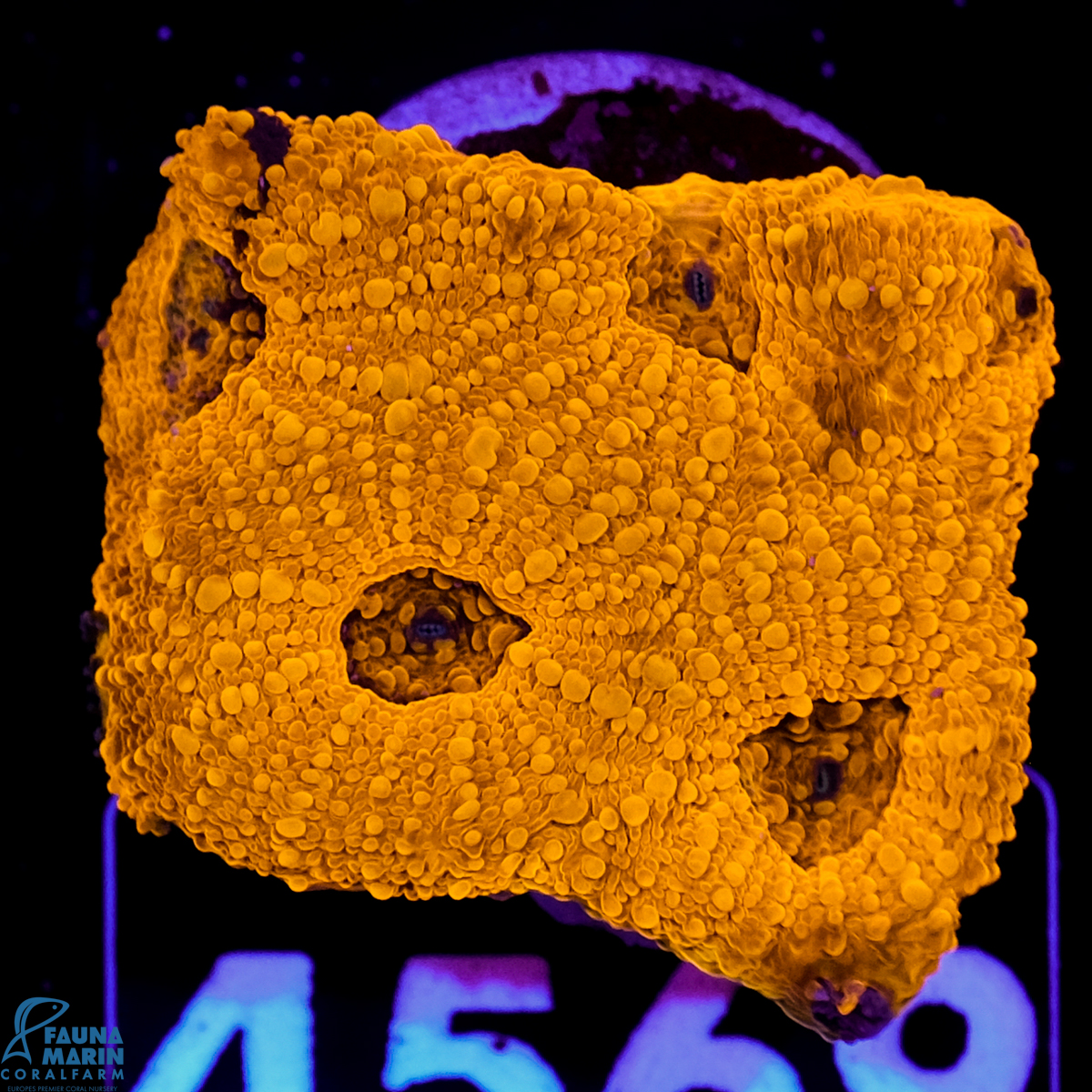 FMC Acanthastrea echinata Goldnugget