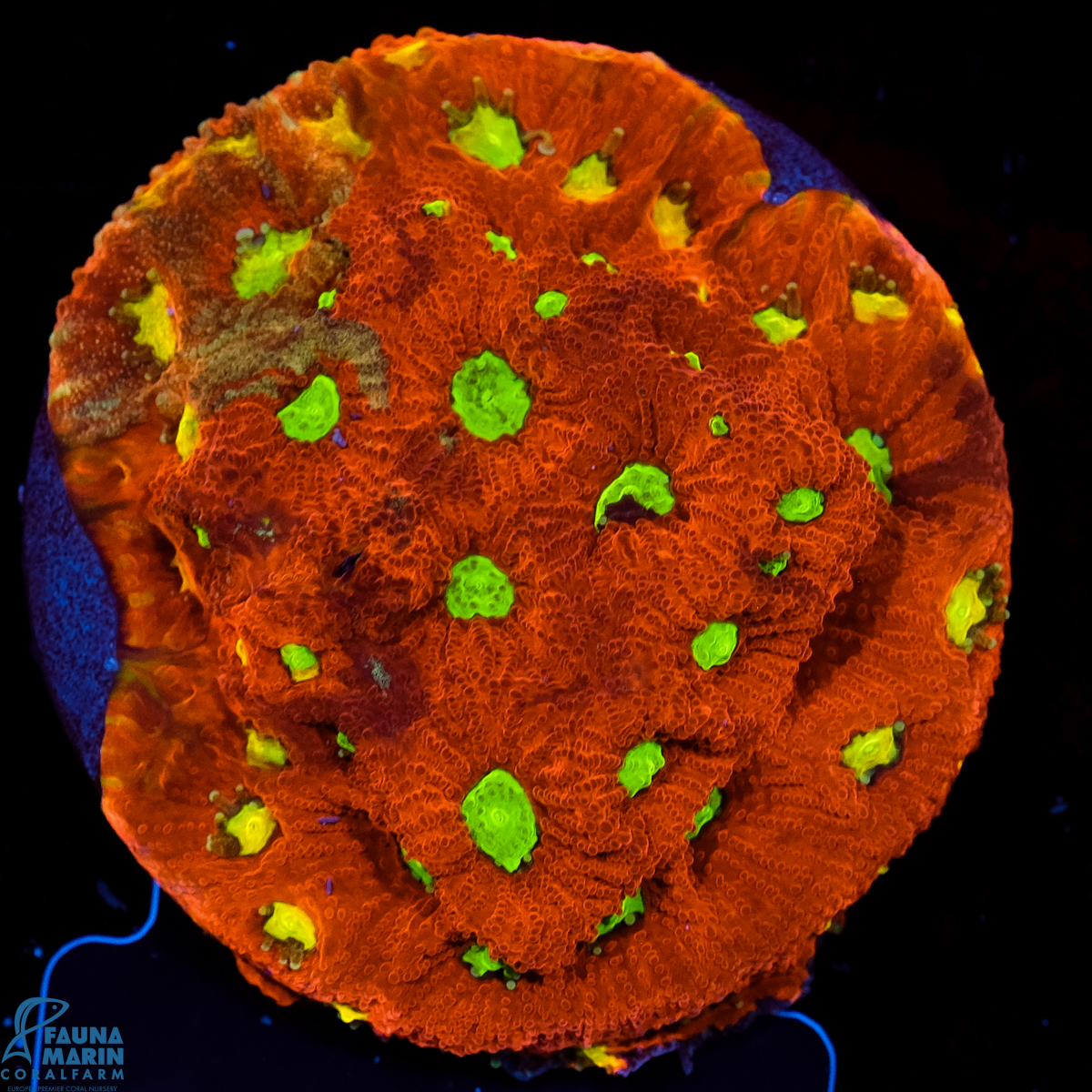 FMC Favia War Coral