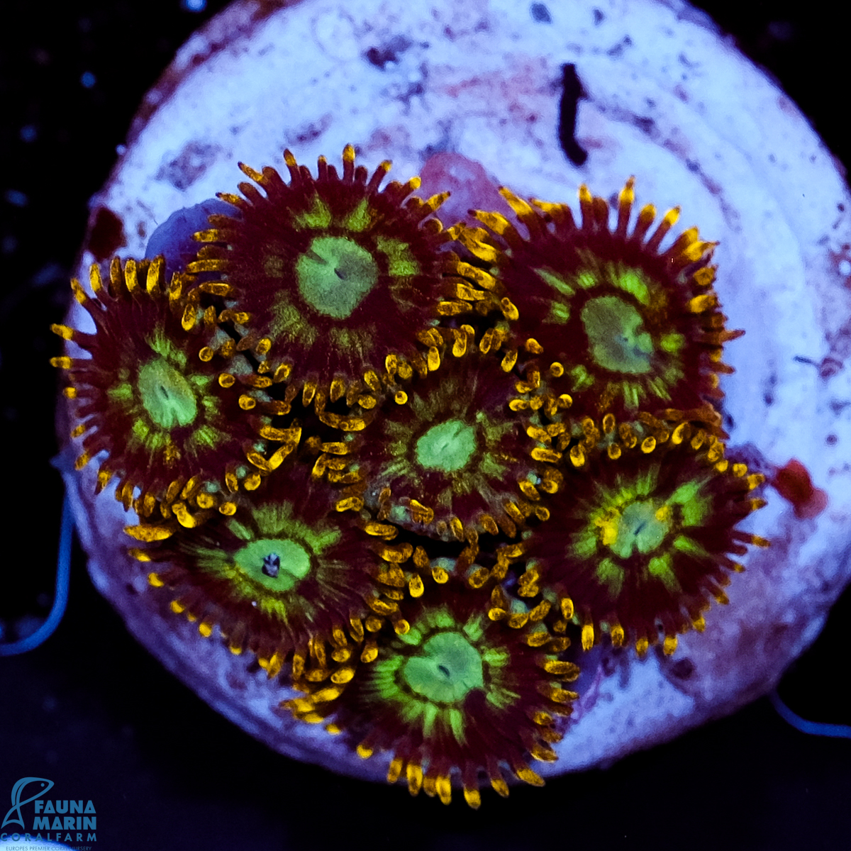 FMC Zoanthus Electric Daisy