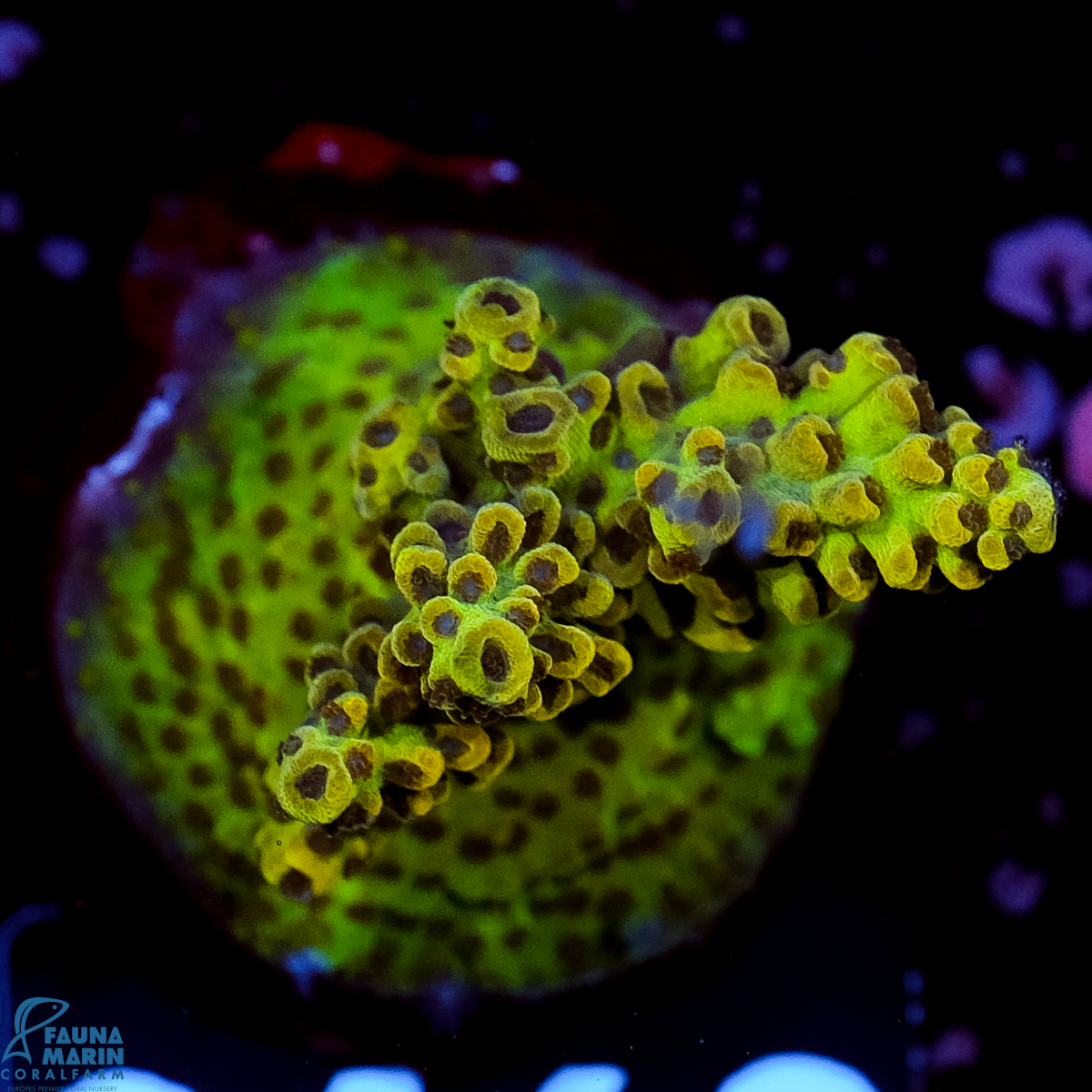 FMC Acropora insignis Jungle Orchid