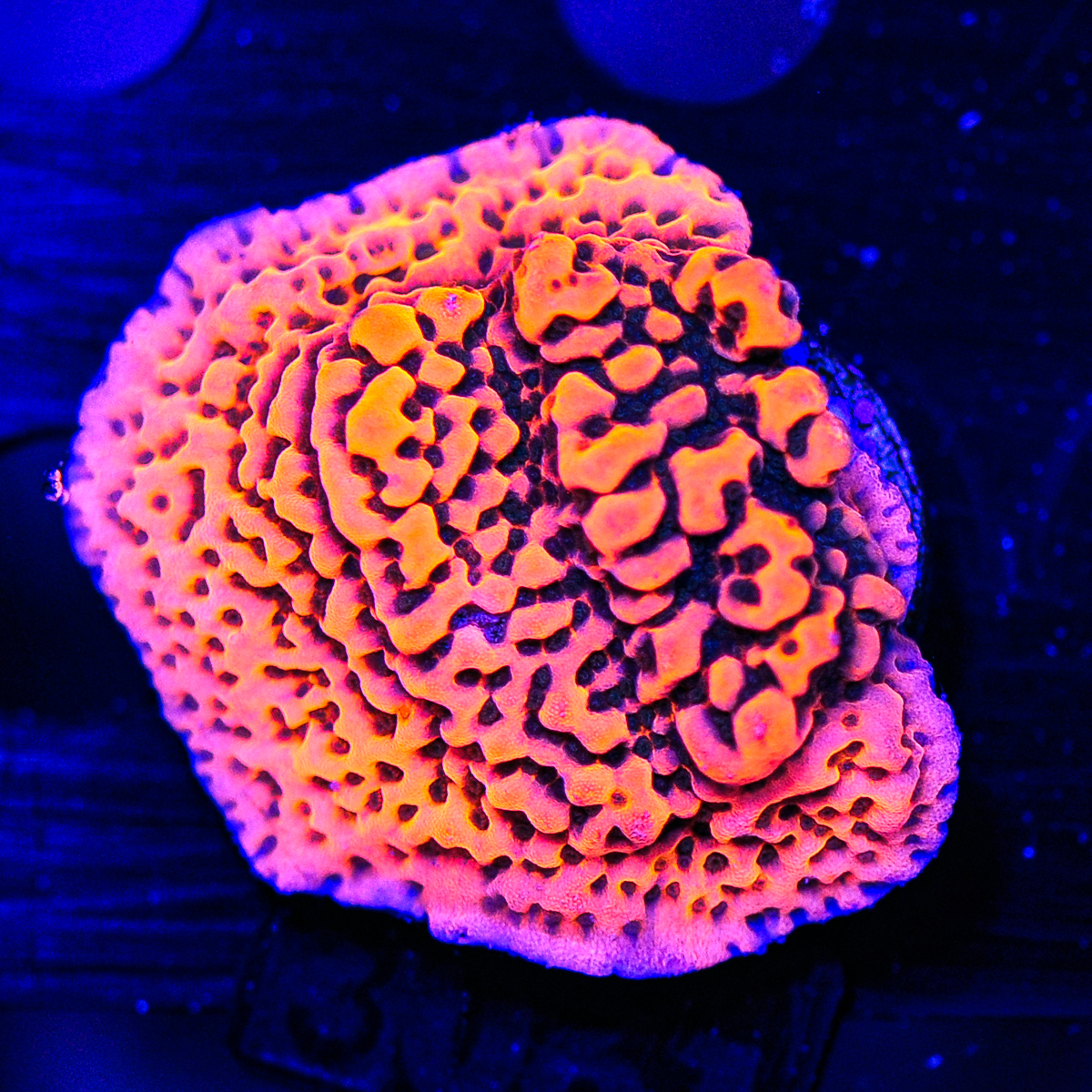 FMC Montipora Cherry Tree V