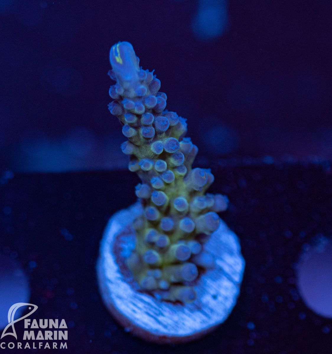 FMC Acropora austera Electric Miyagi V ca. 6-7 cm