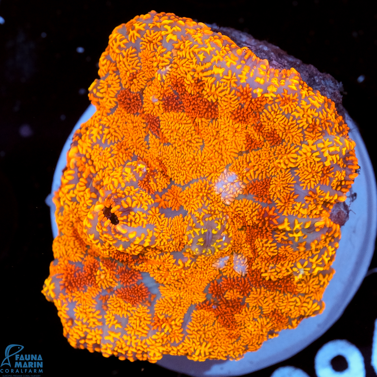 FMC Rhodactis Colorful Rainbow V