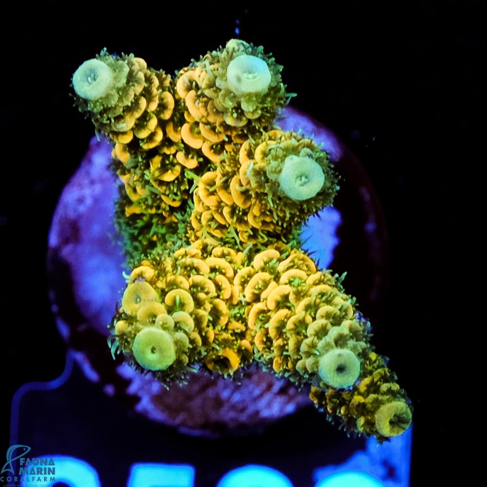 FMC Acropora millepora Yellow V