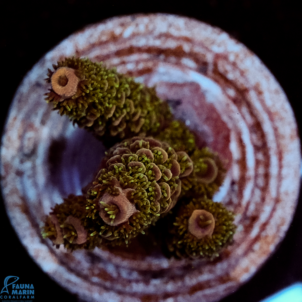 FMC Acropora millepora Green Polyp