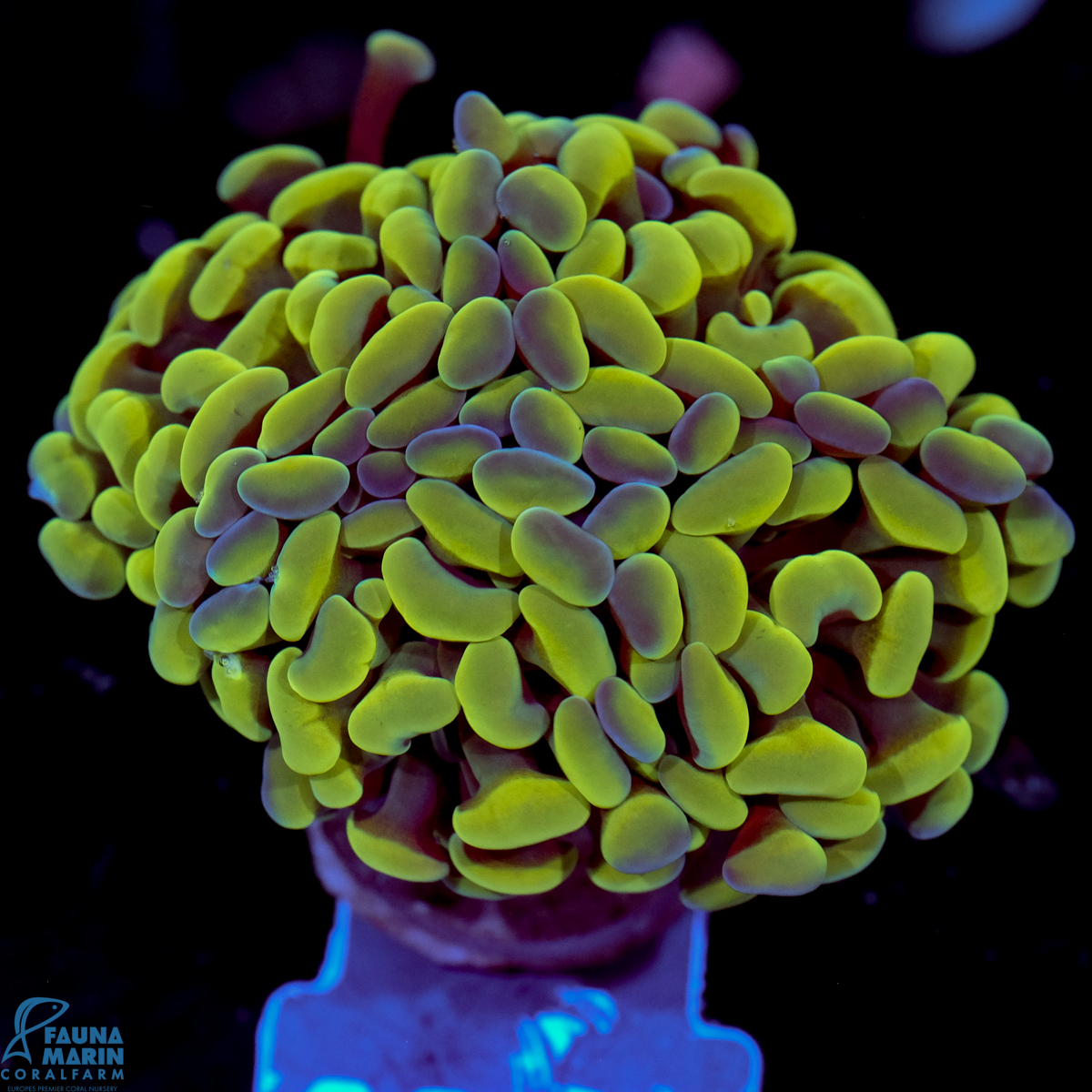 FMC Euphyllia baliensis Yellowish