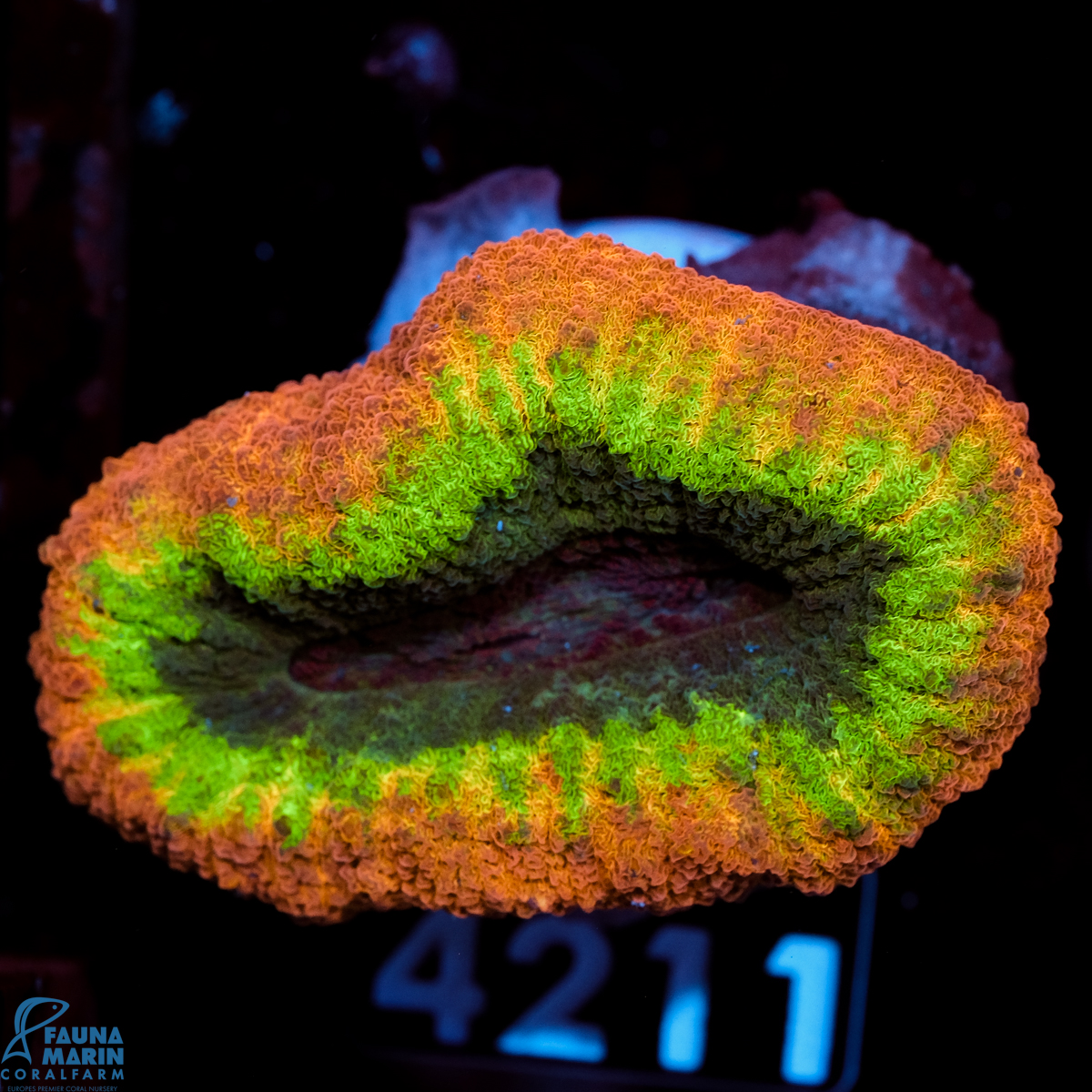 FMC Lobophyllia Rainbow