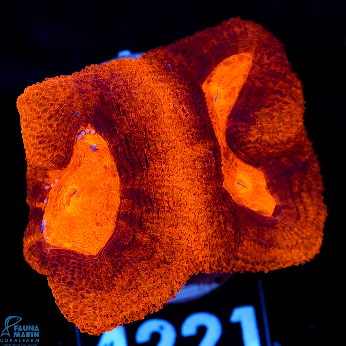 FMC Acanthastrea bowerbanki Darth Maul